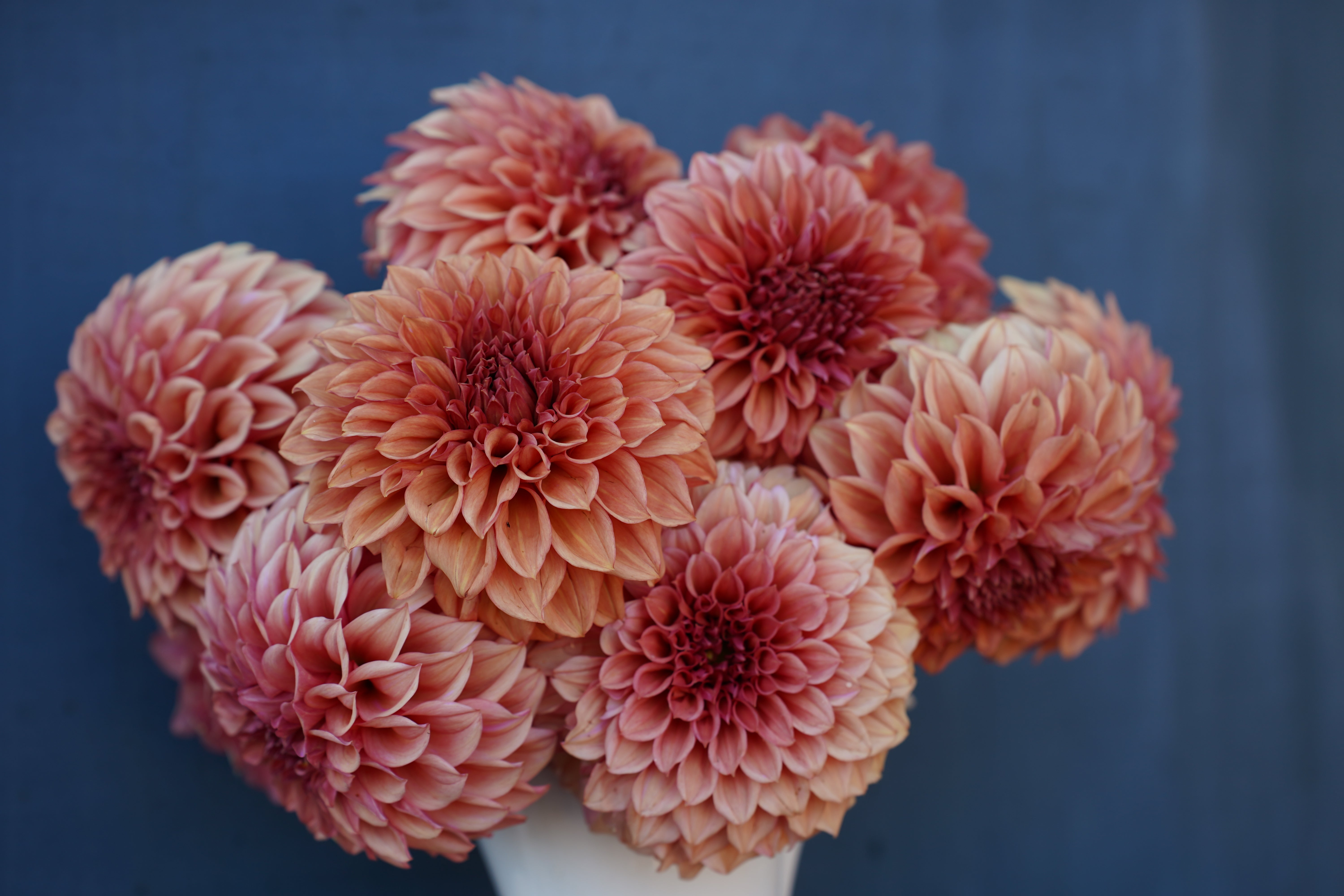 Orange Globe Dahlia Tuber