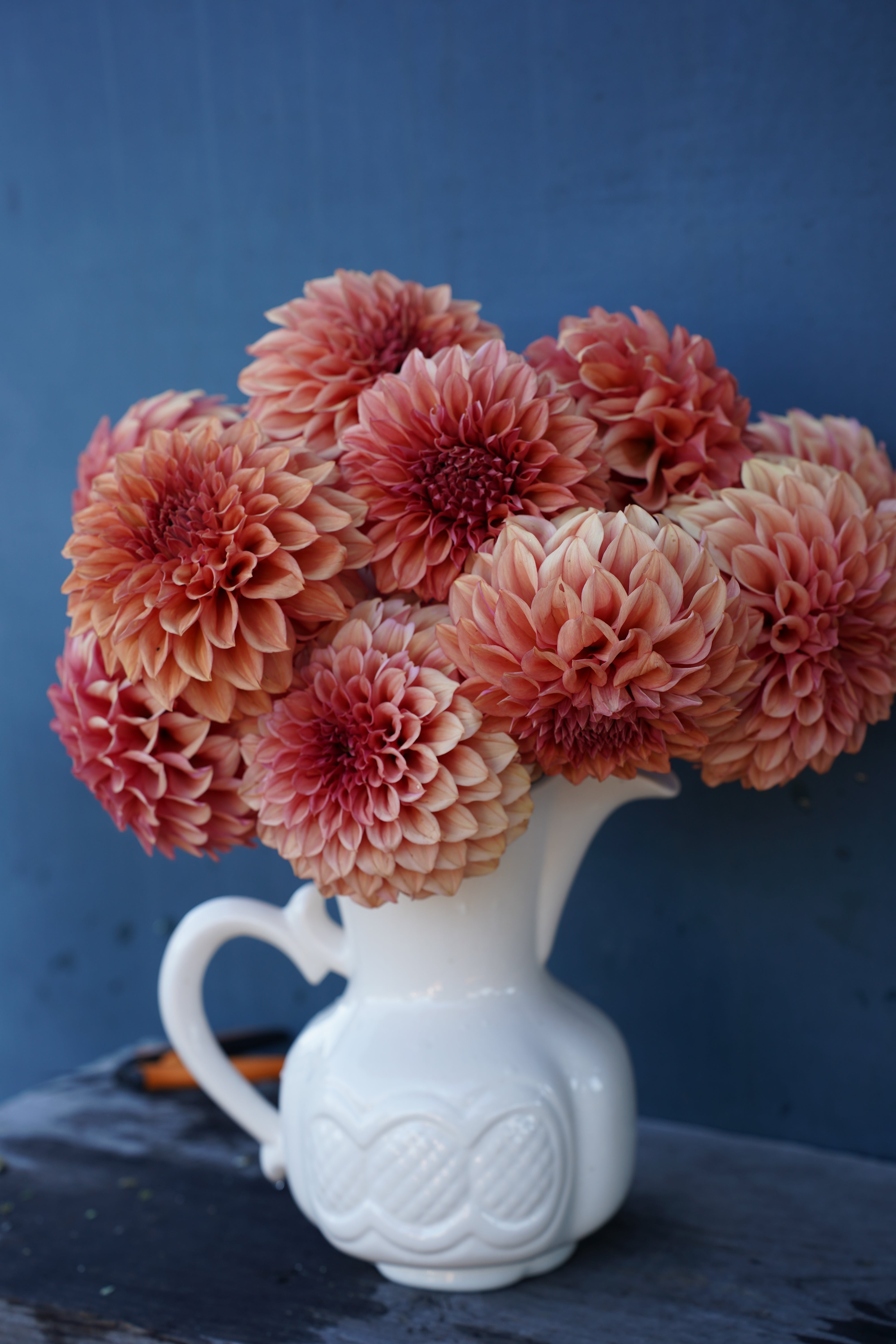 Orange Globe Dahlia Tuber
