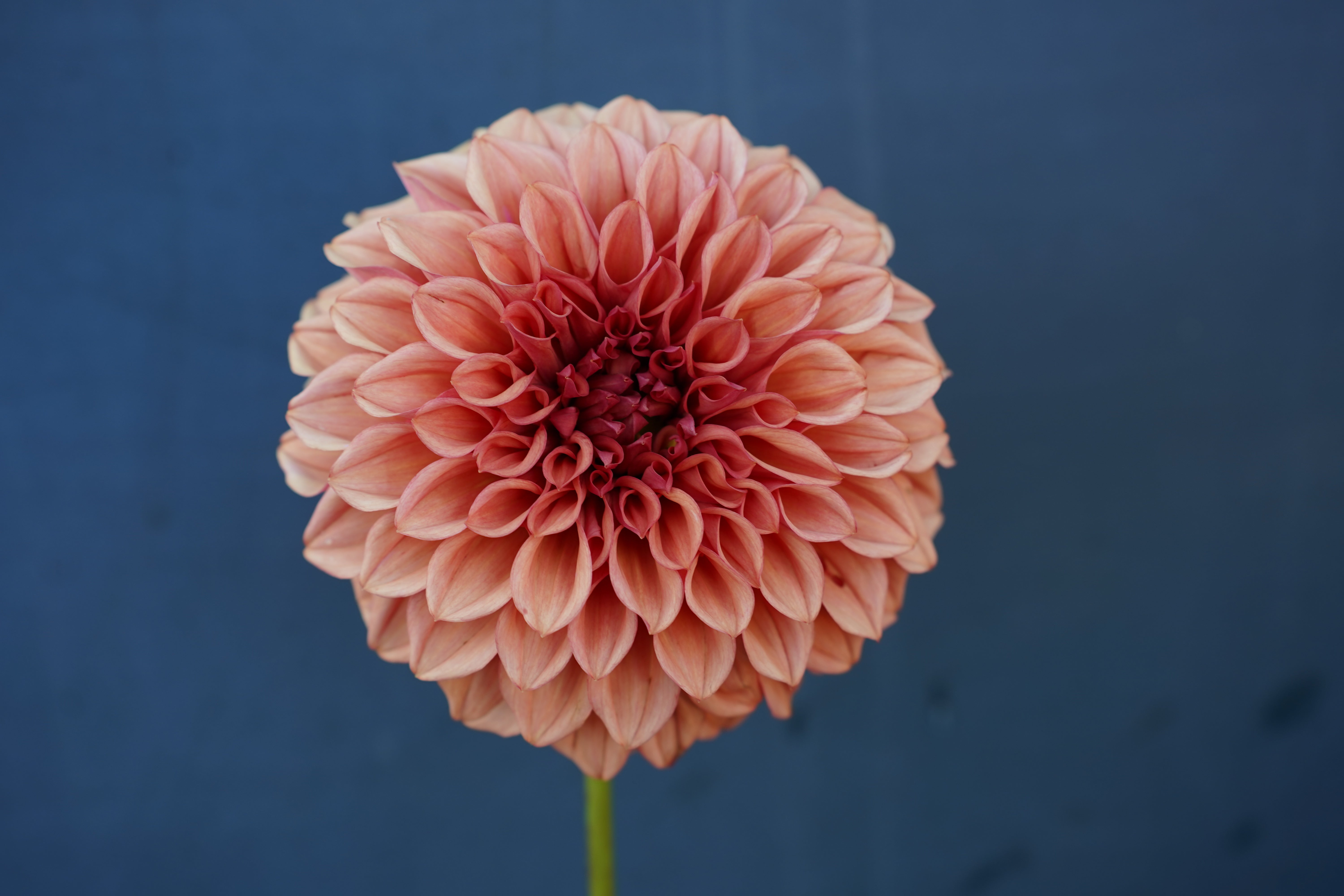 Orange Globe Dahlia Tuber