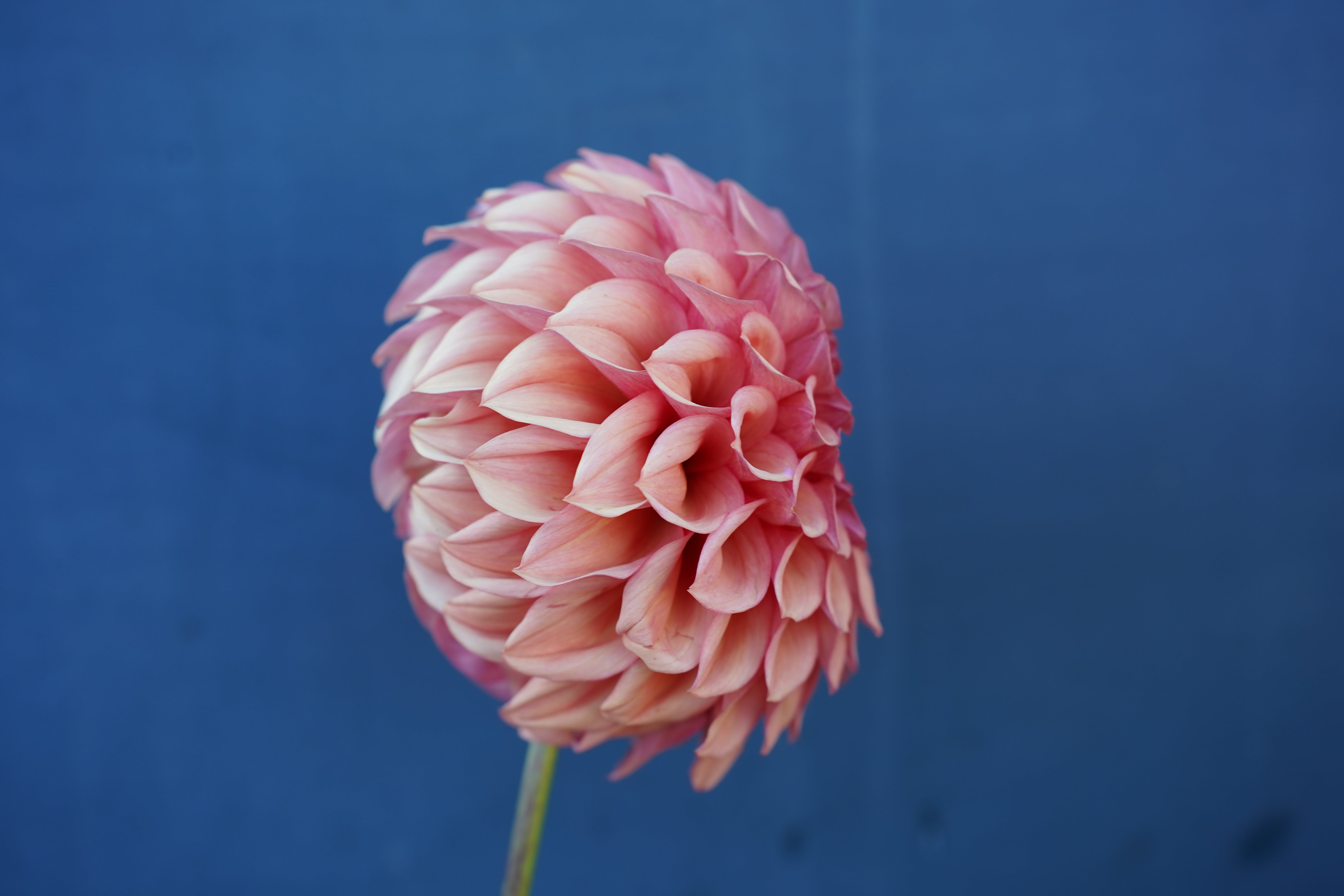 Orange Globe Dahlia Tuber