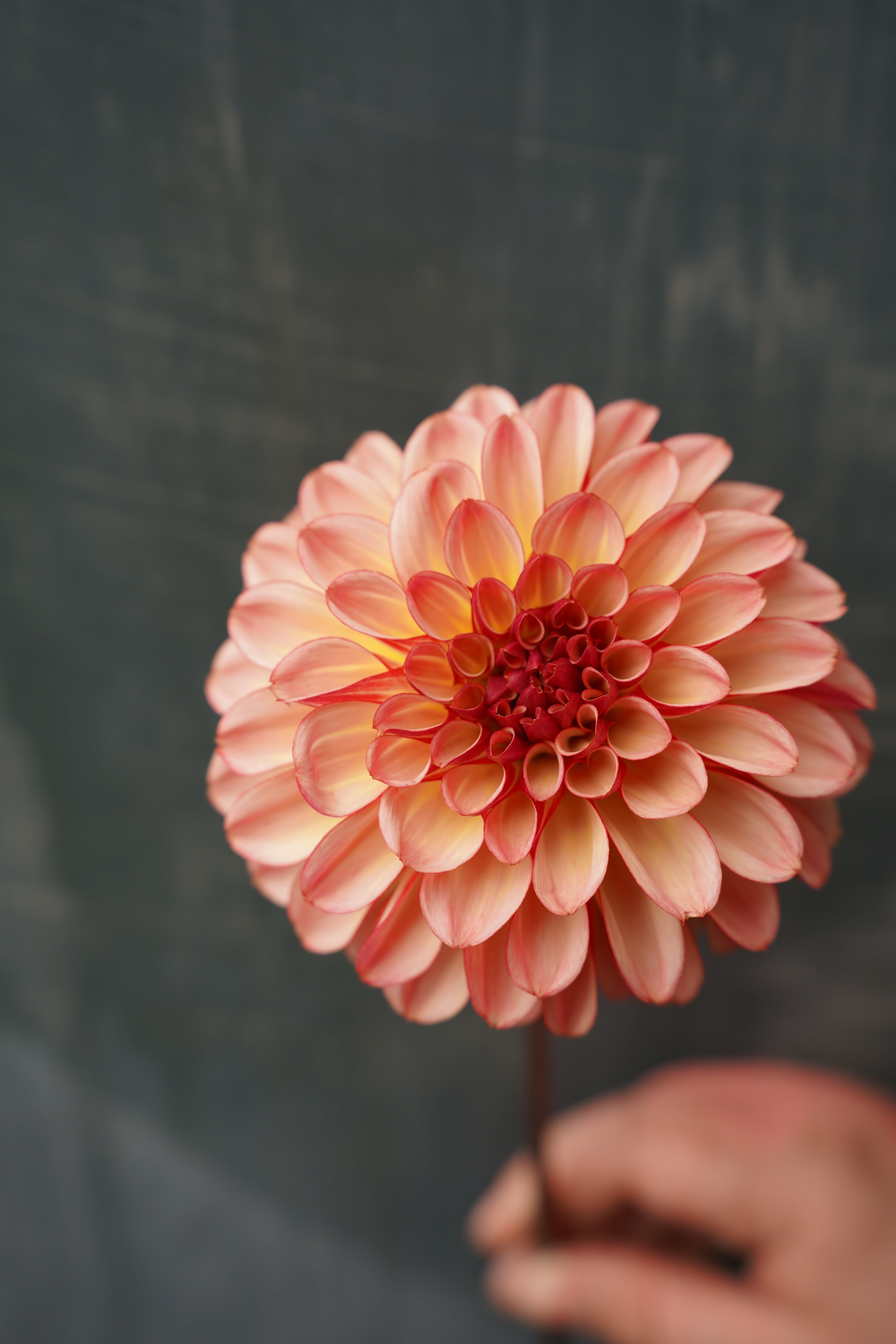 Foxy Lady Dahlia Tuber