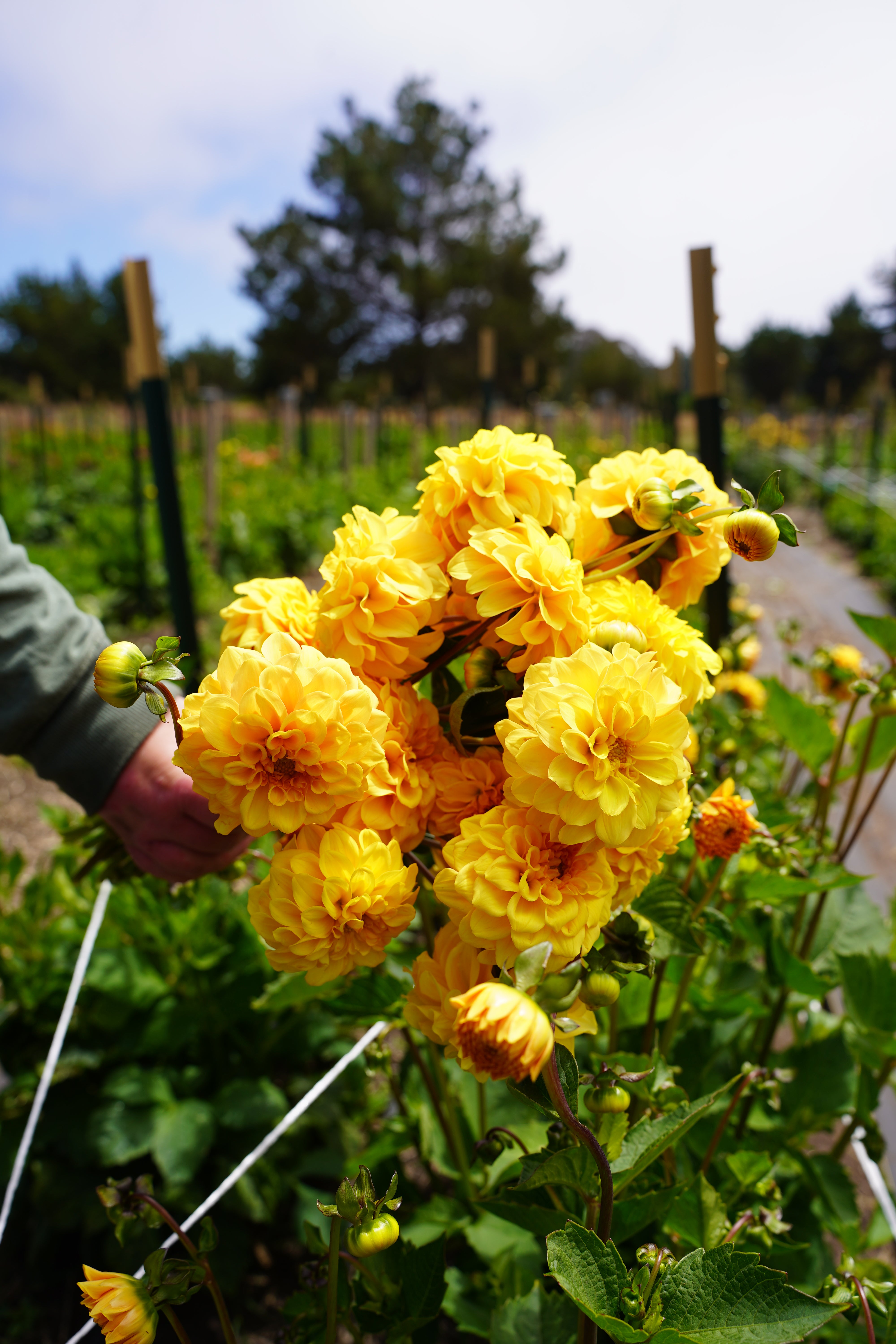 Golden Scepter Dahlia Tuber