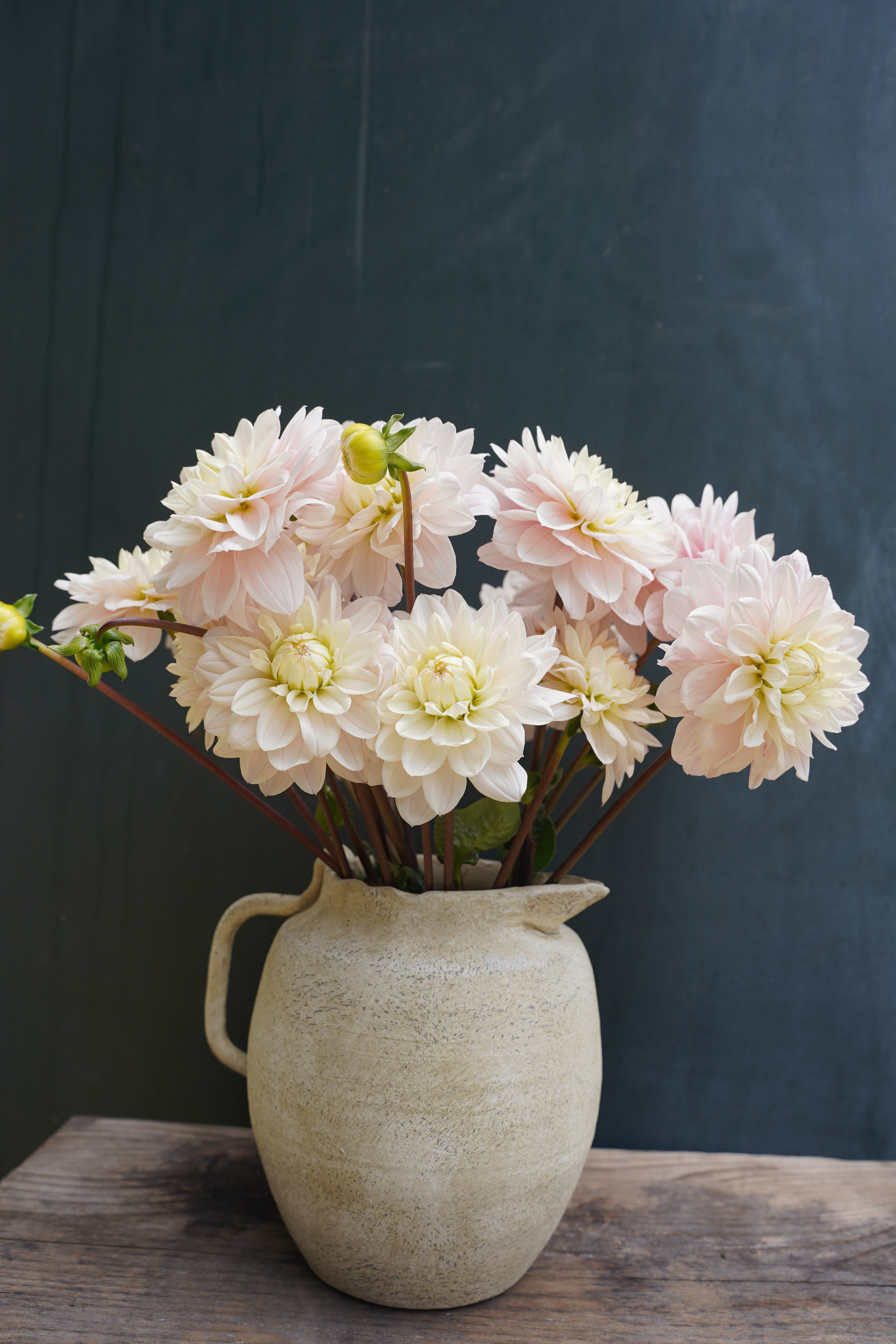 Silver Years Dahlia Tuber