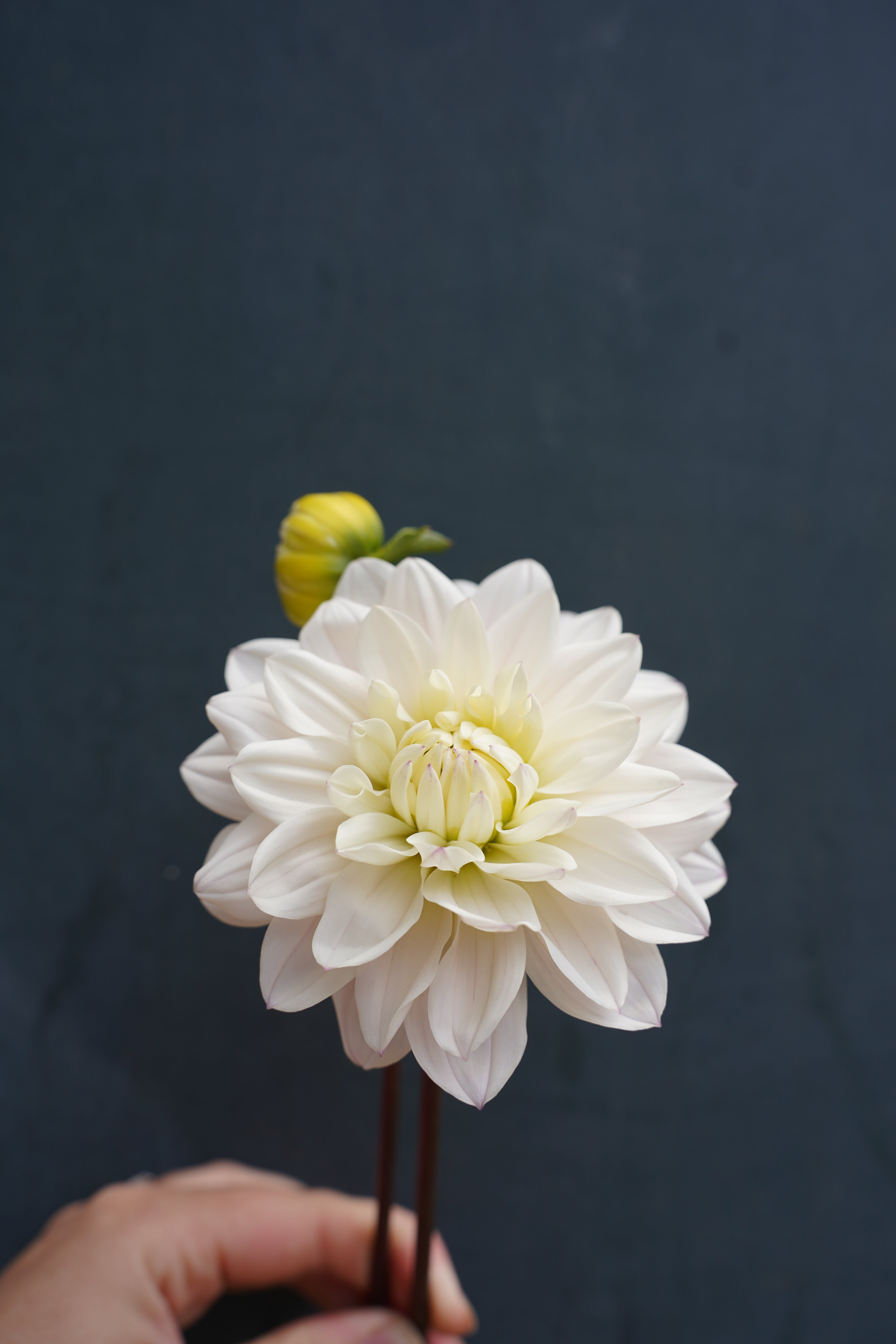 Silver Years Dahlia Tuber