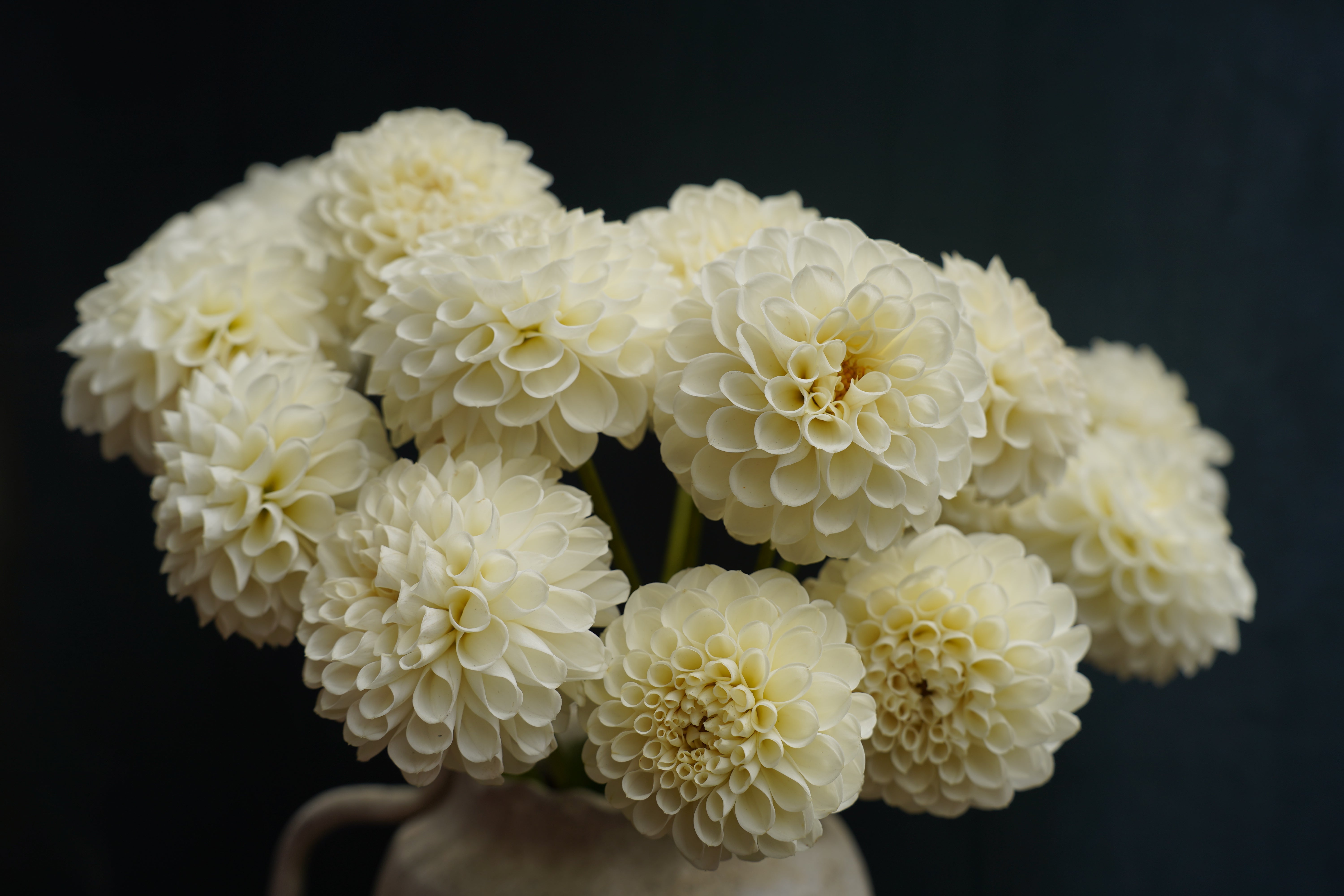 White Nettie Dahlia Tuber