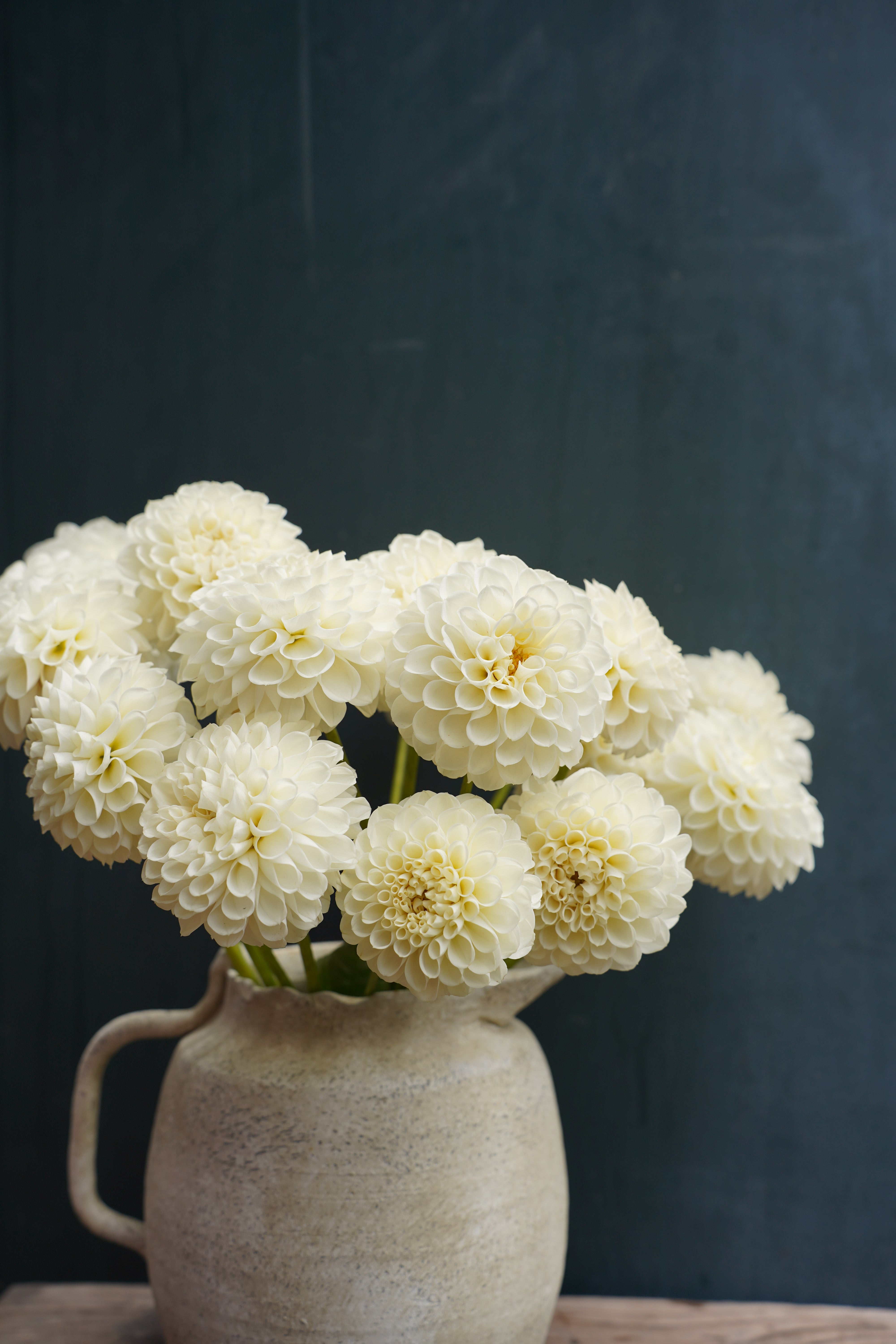 White Nettie Dahlia Tuber