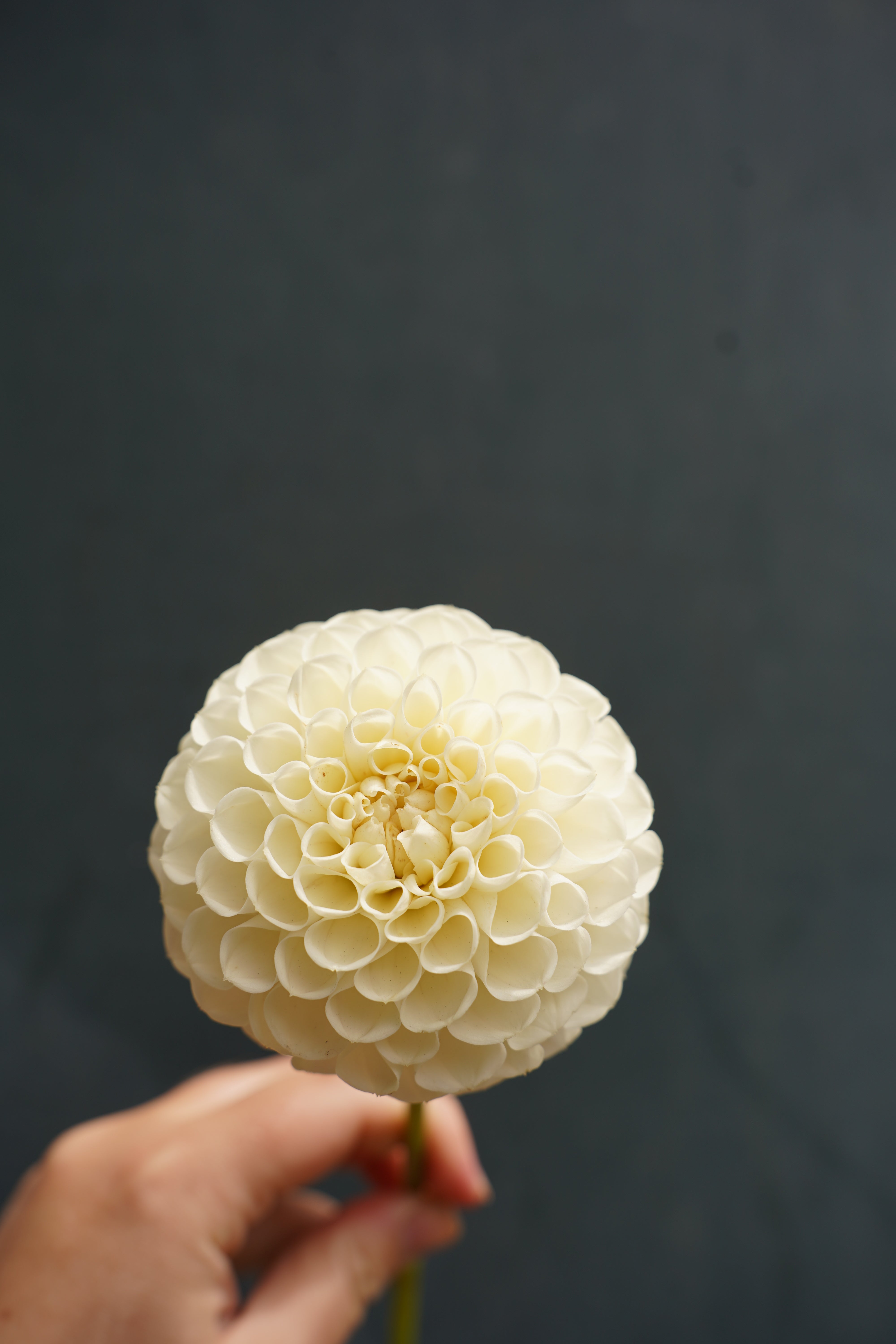 White Nettie Dahlia Tuber