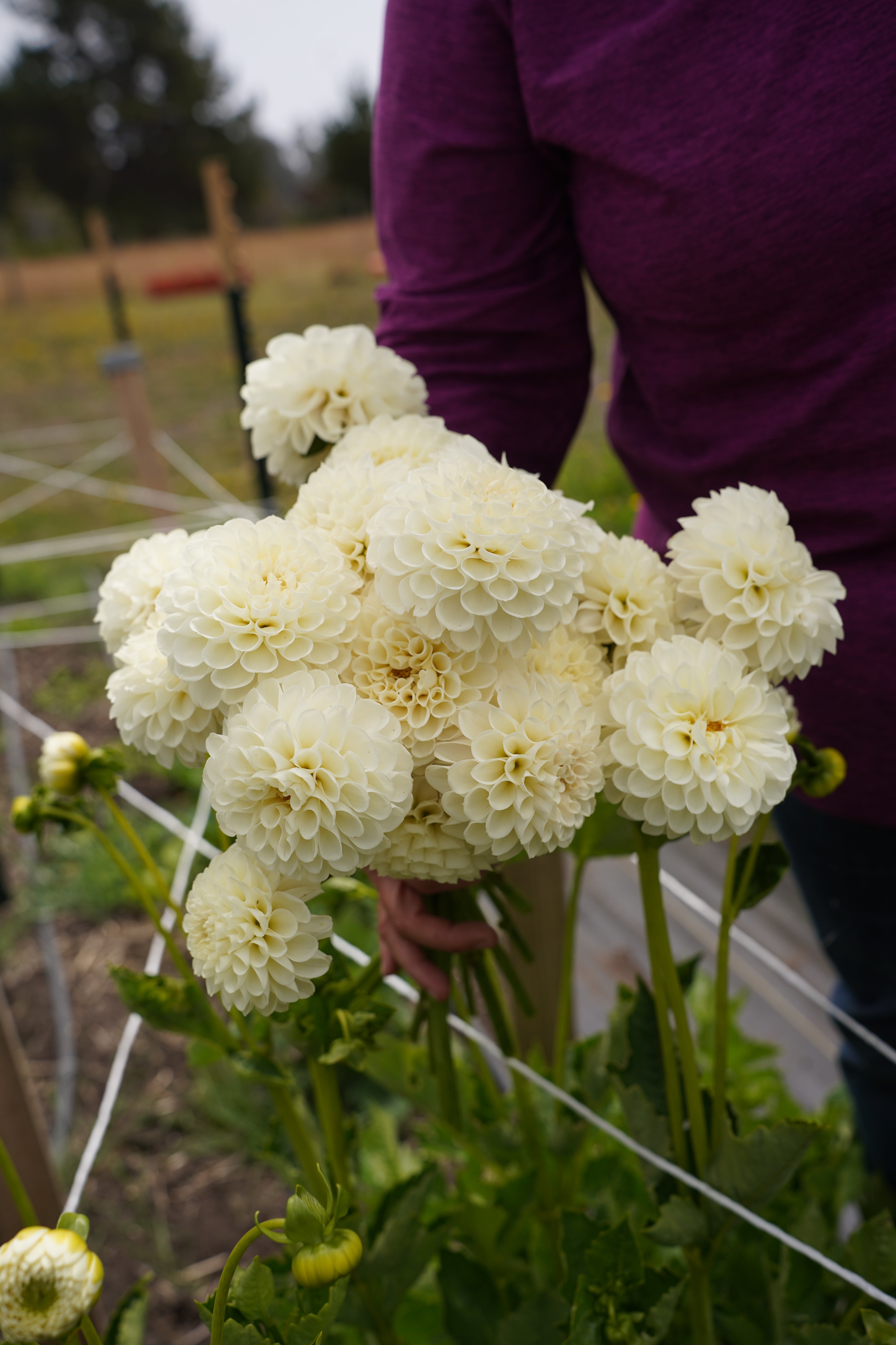 White Nettie Dahlia Tuber