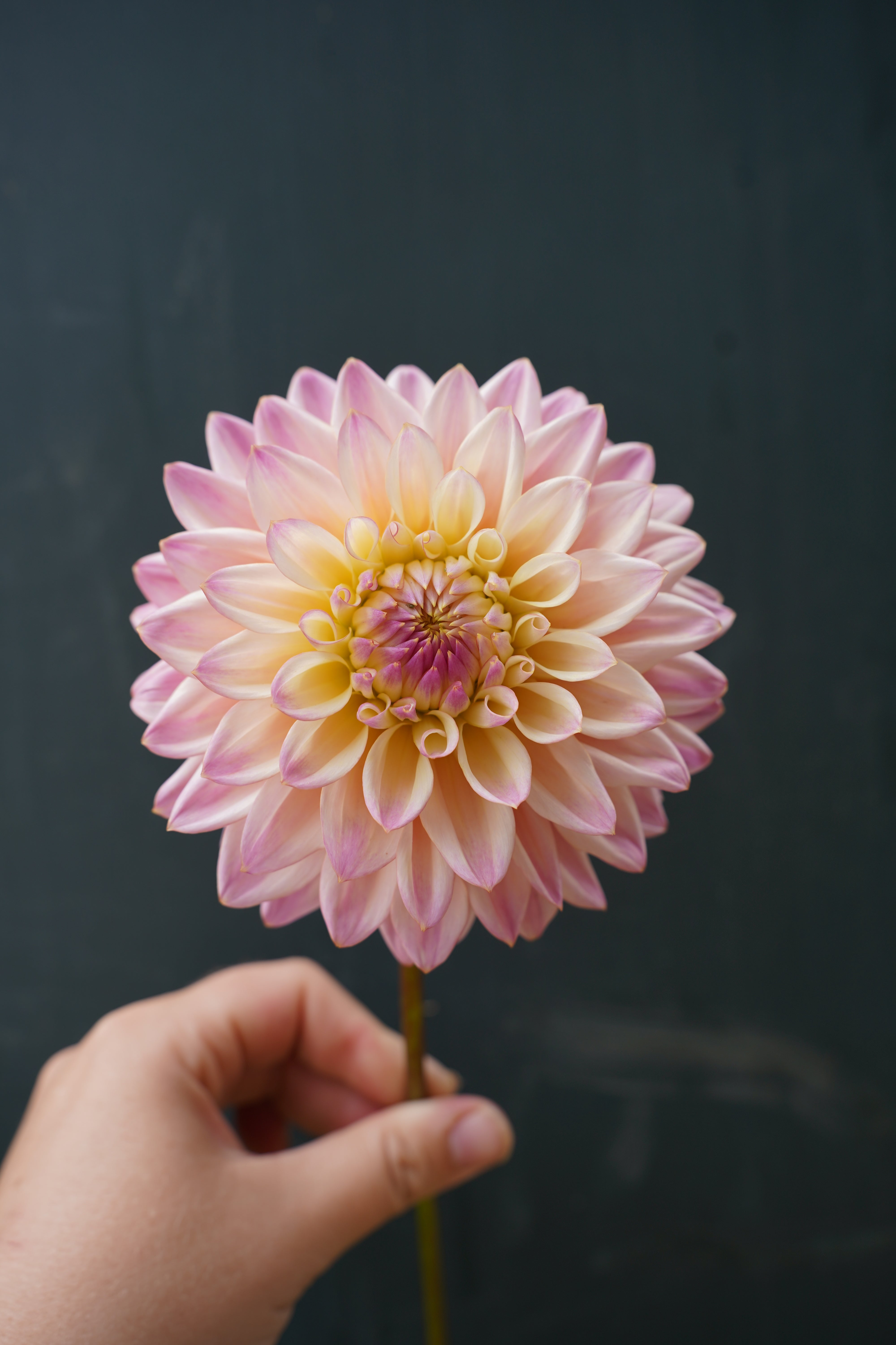 Coralie Dahlia Tuber