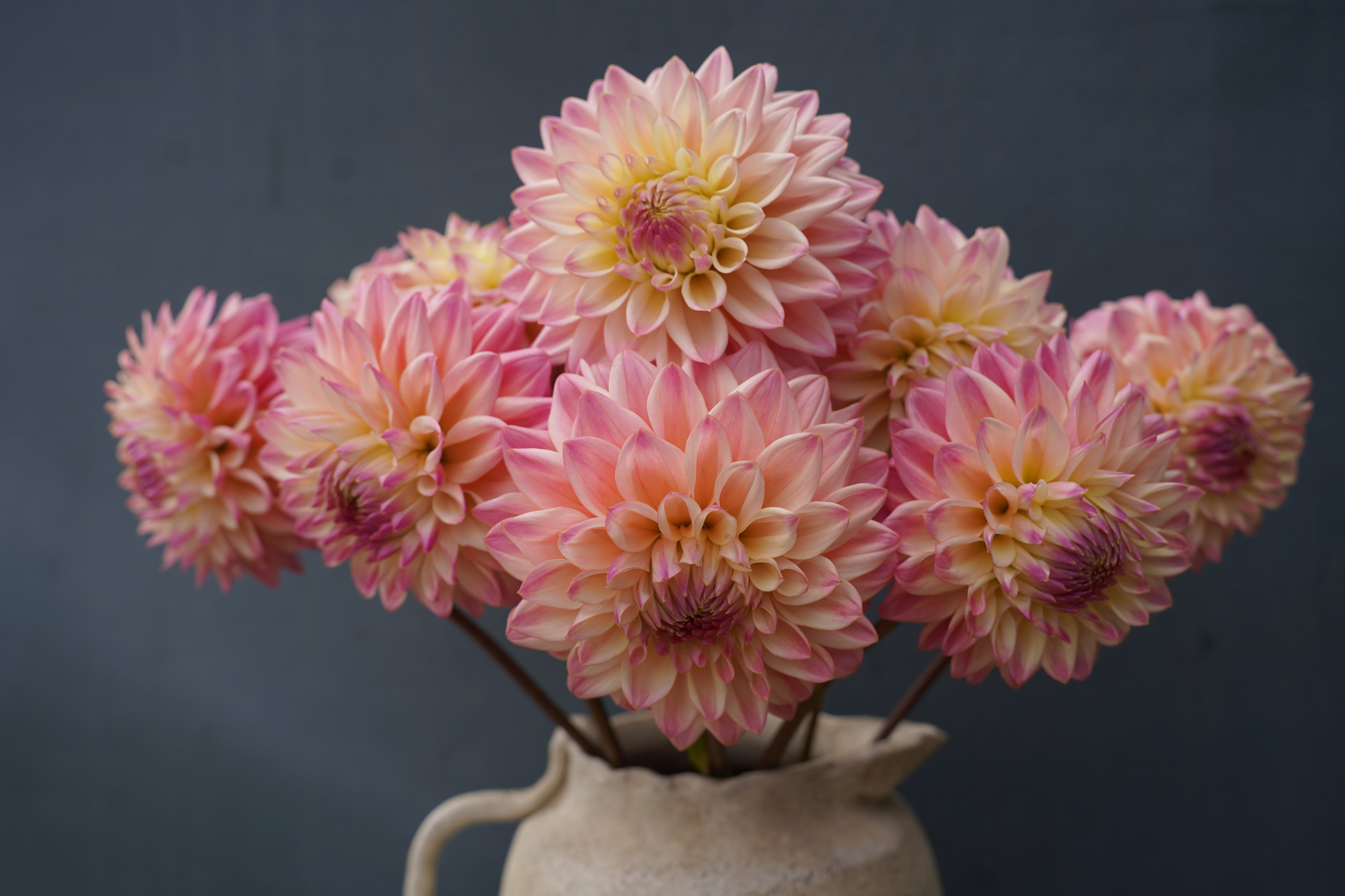 Coralie Dahlia Tuber