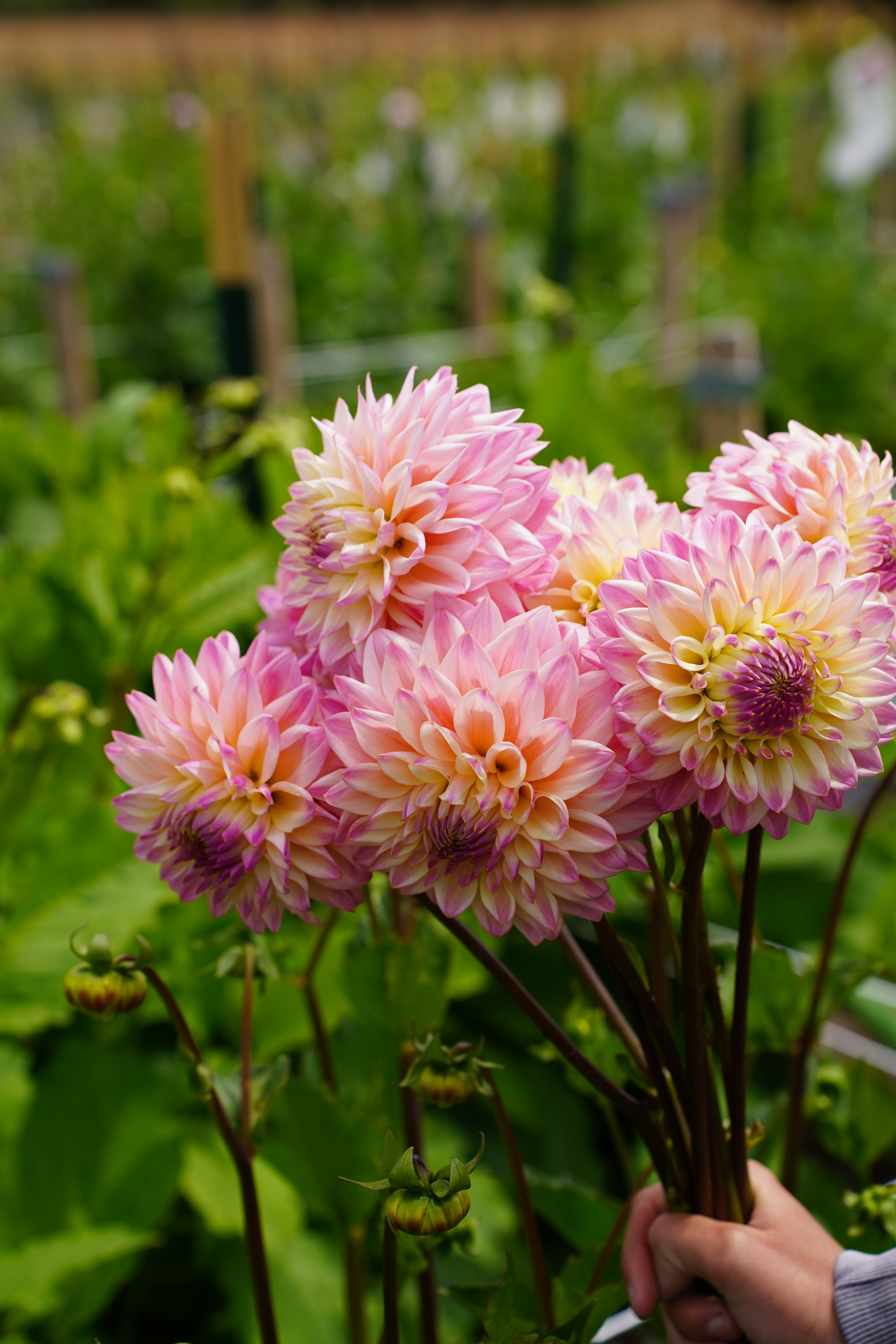 Coralie Dahlia Tuber