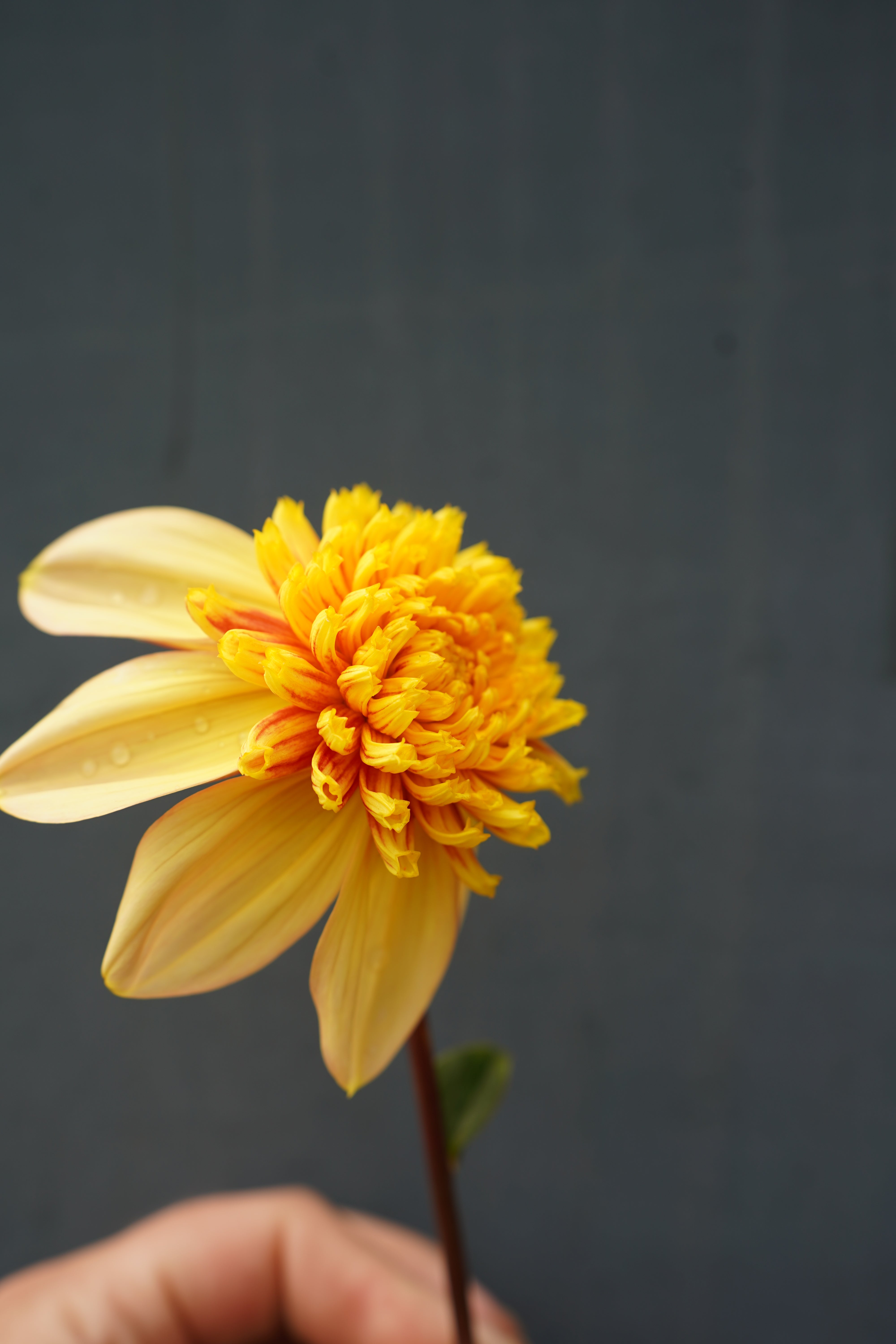 Bloomquist Golden Dahlia Tuber