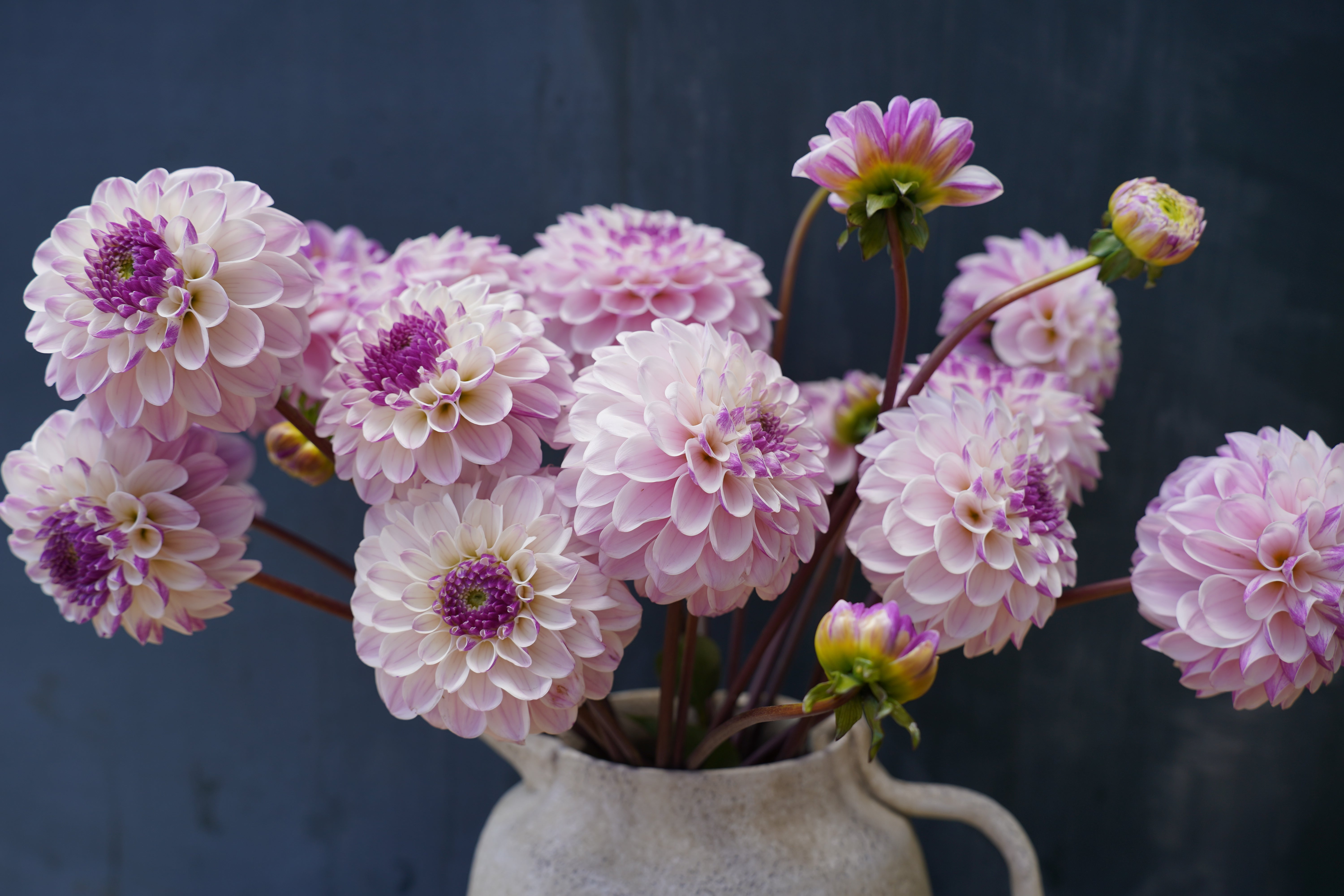 Last Dance Dahlia Tuber