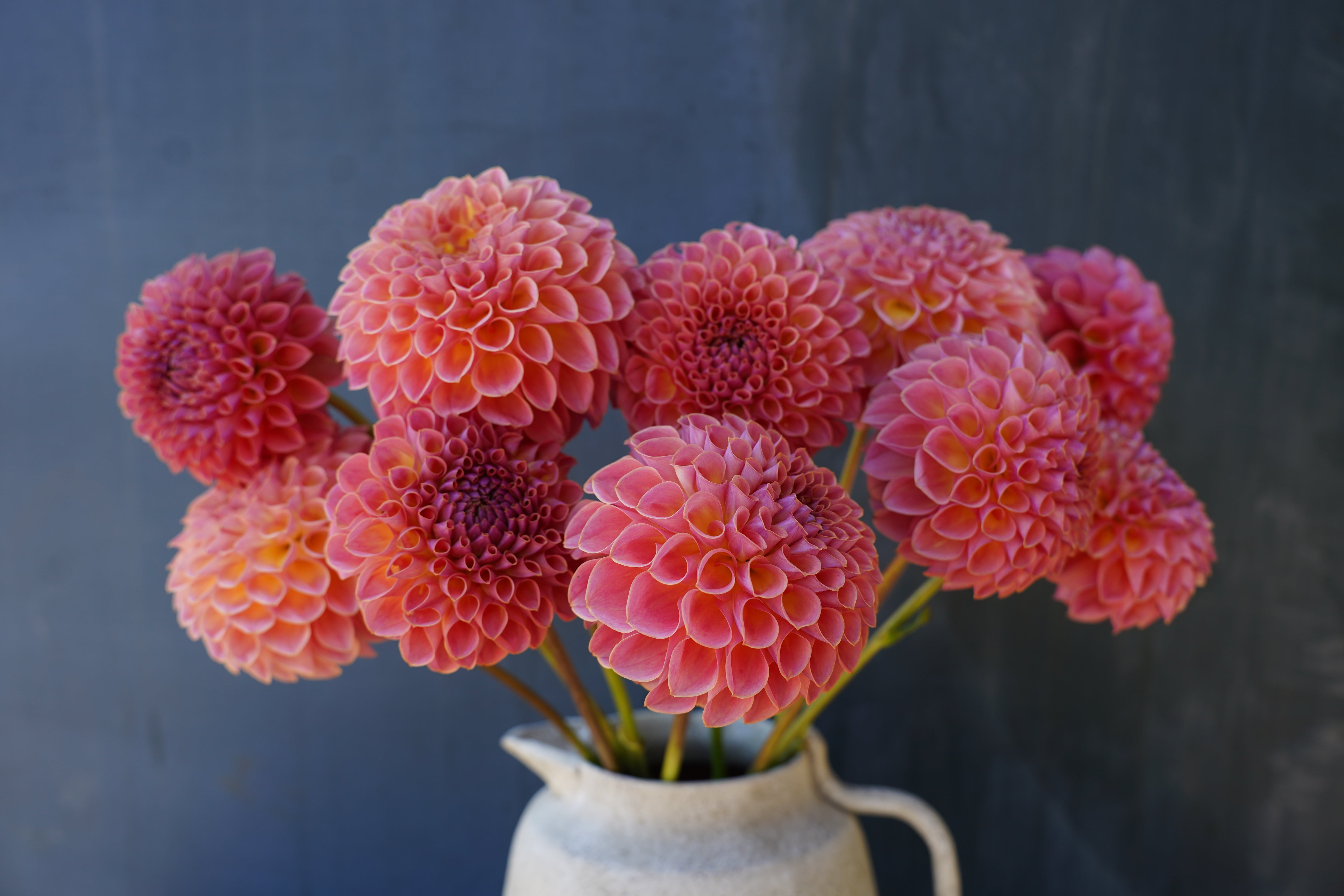 Jowey Winnie Dahlia Tuber