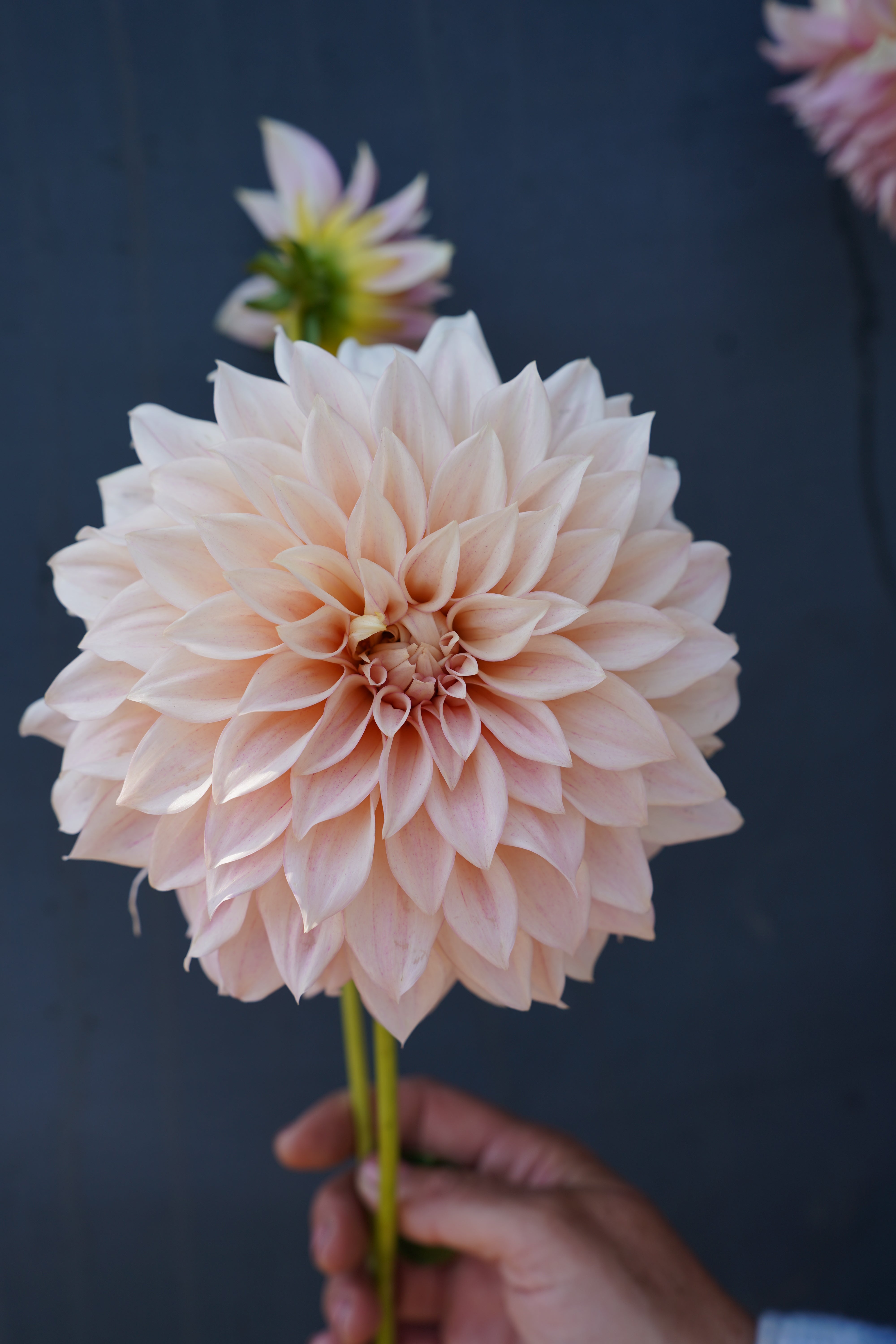 KA's® Mocha Maya Dahlia Tuber