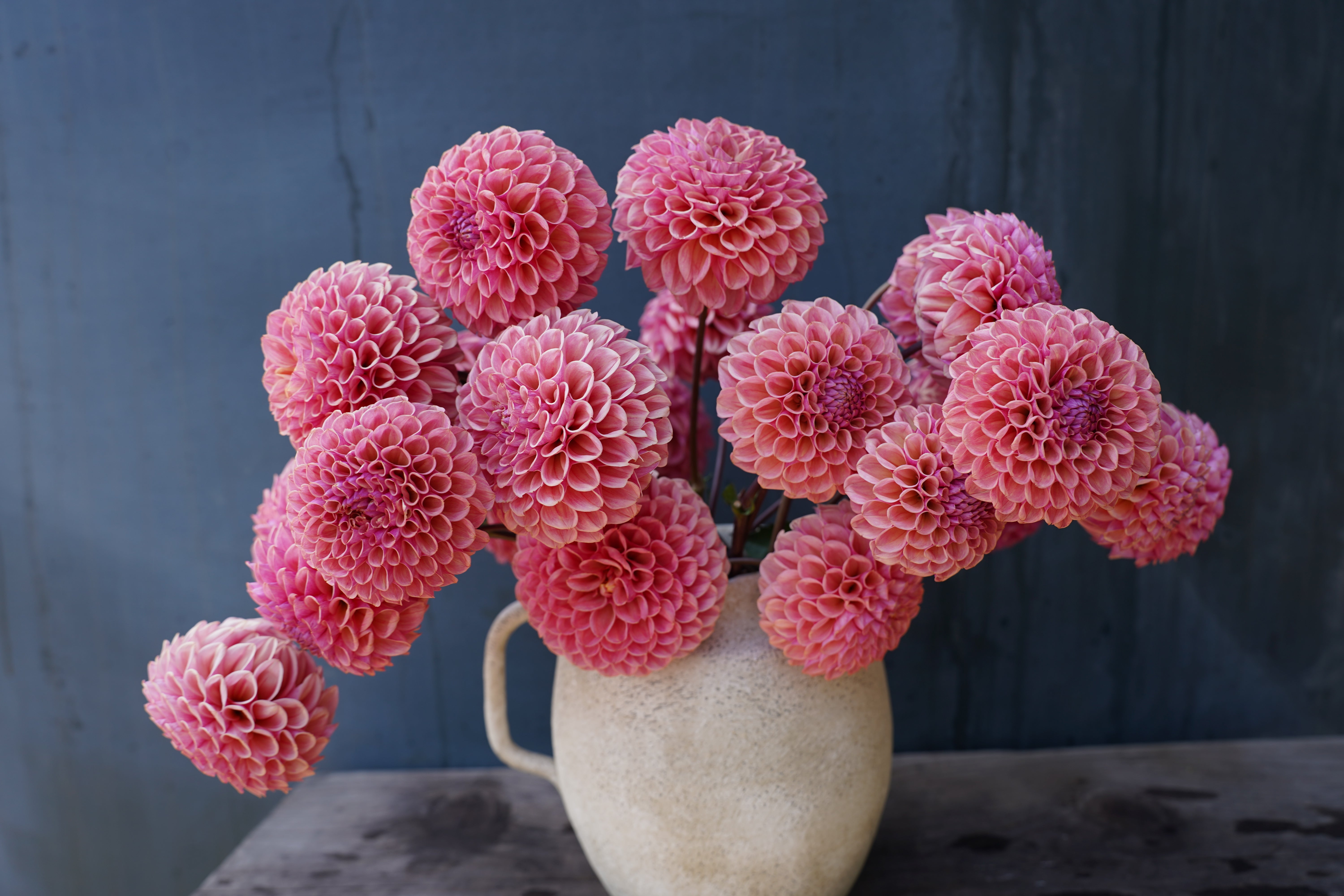 Bracken Rose USA Dahlia Tuber
