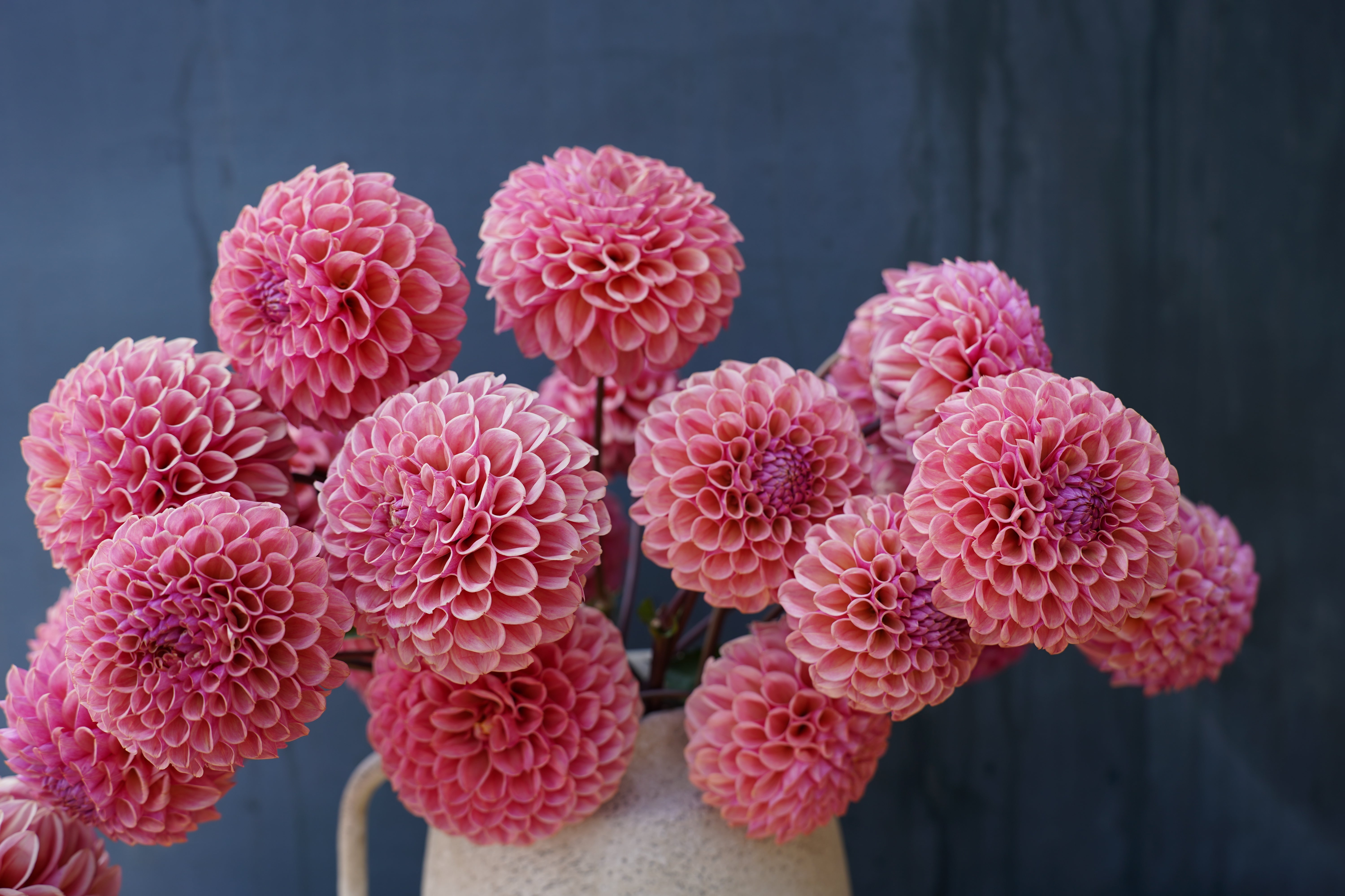 Bracken Rose USA Dahlia Tuber