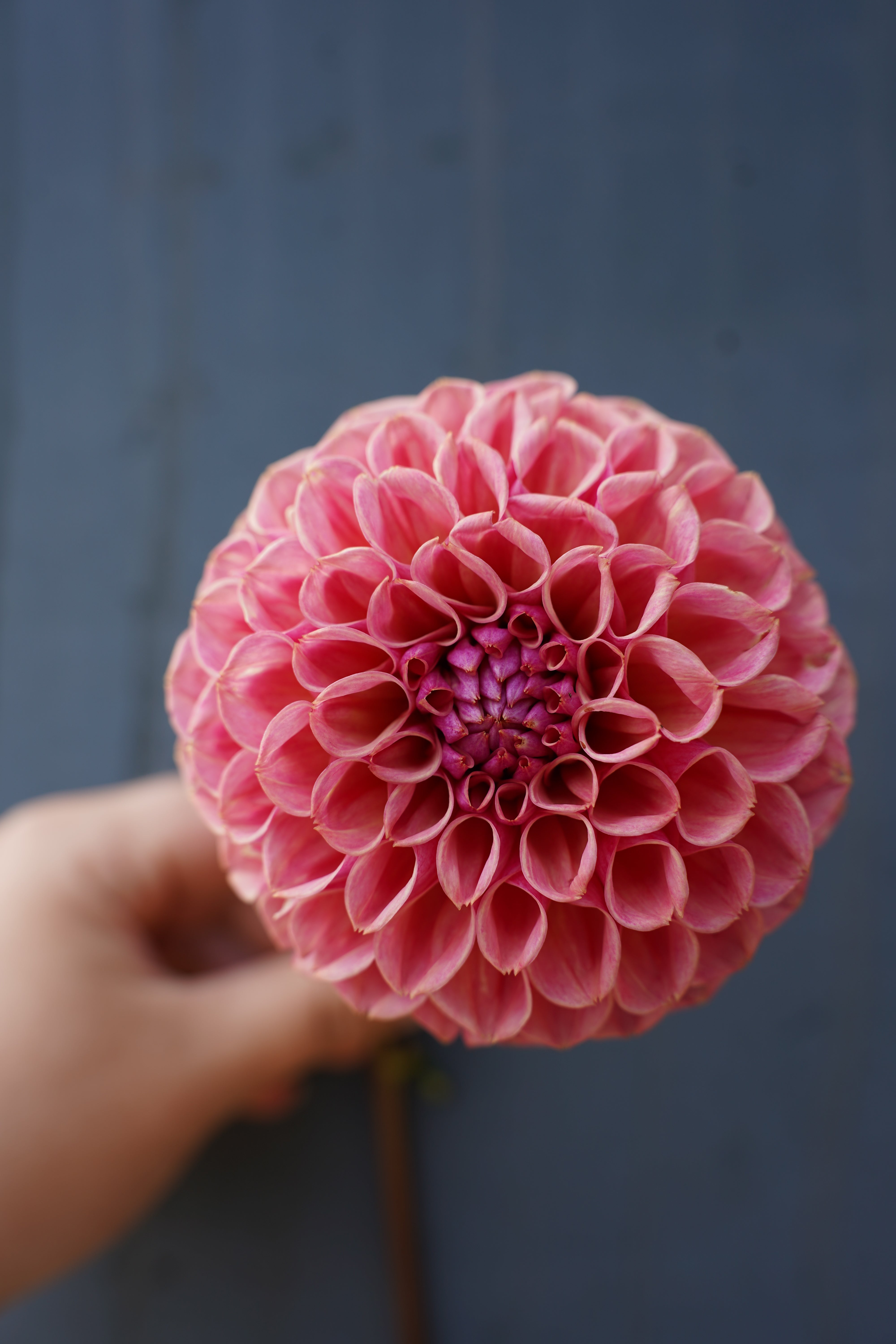 Bracken Rose USA Dahlia Tuber