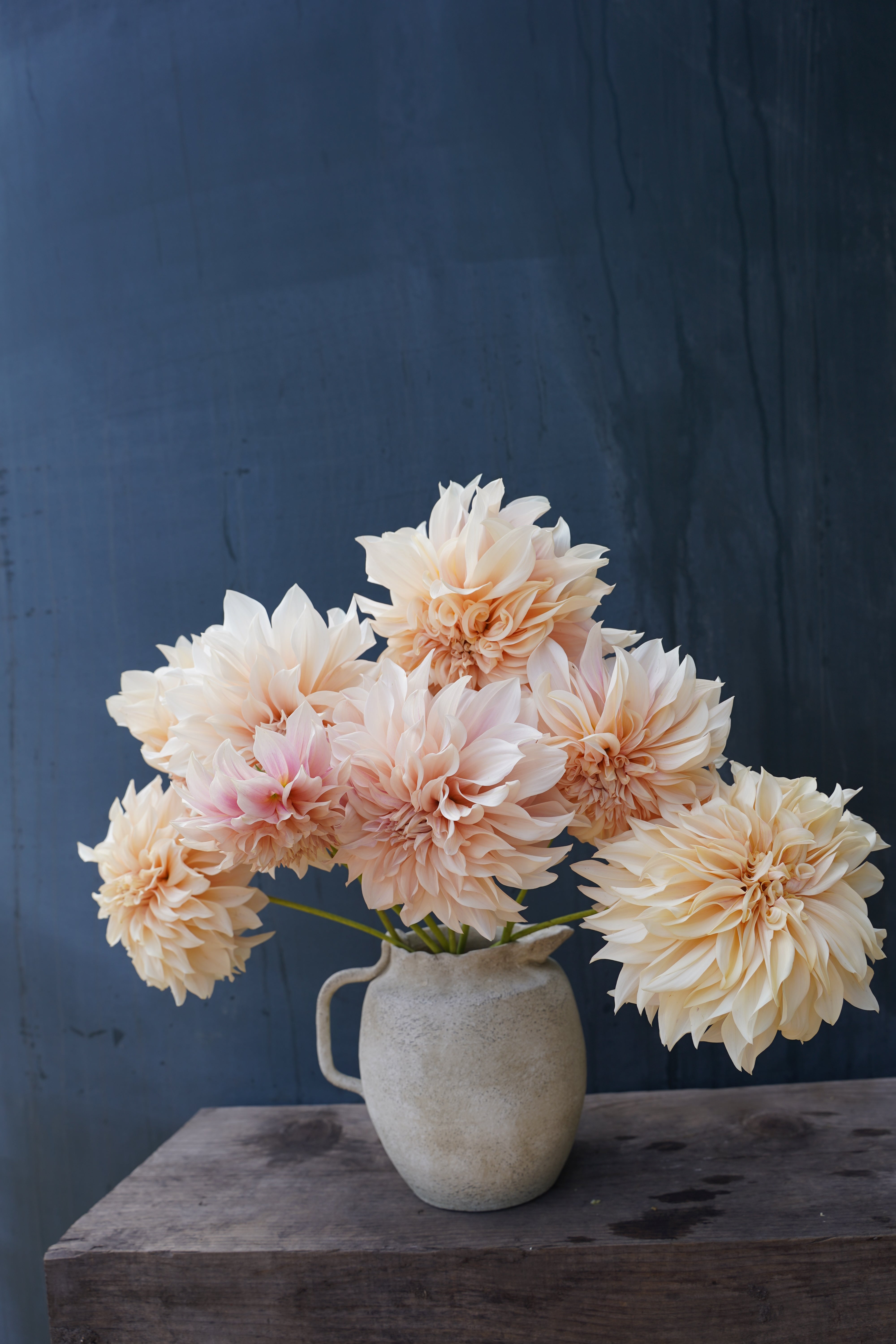 Café au Lait Dahlia Tuber