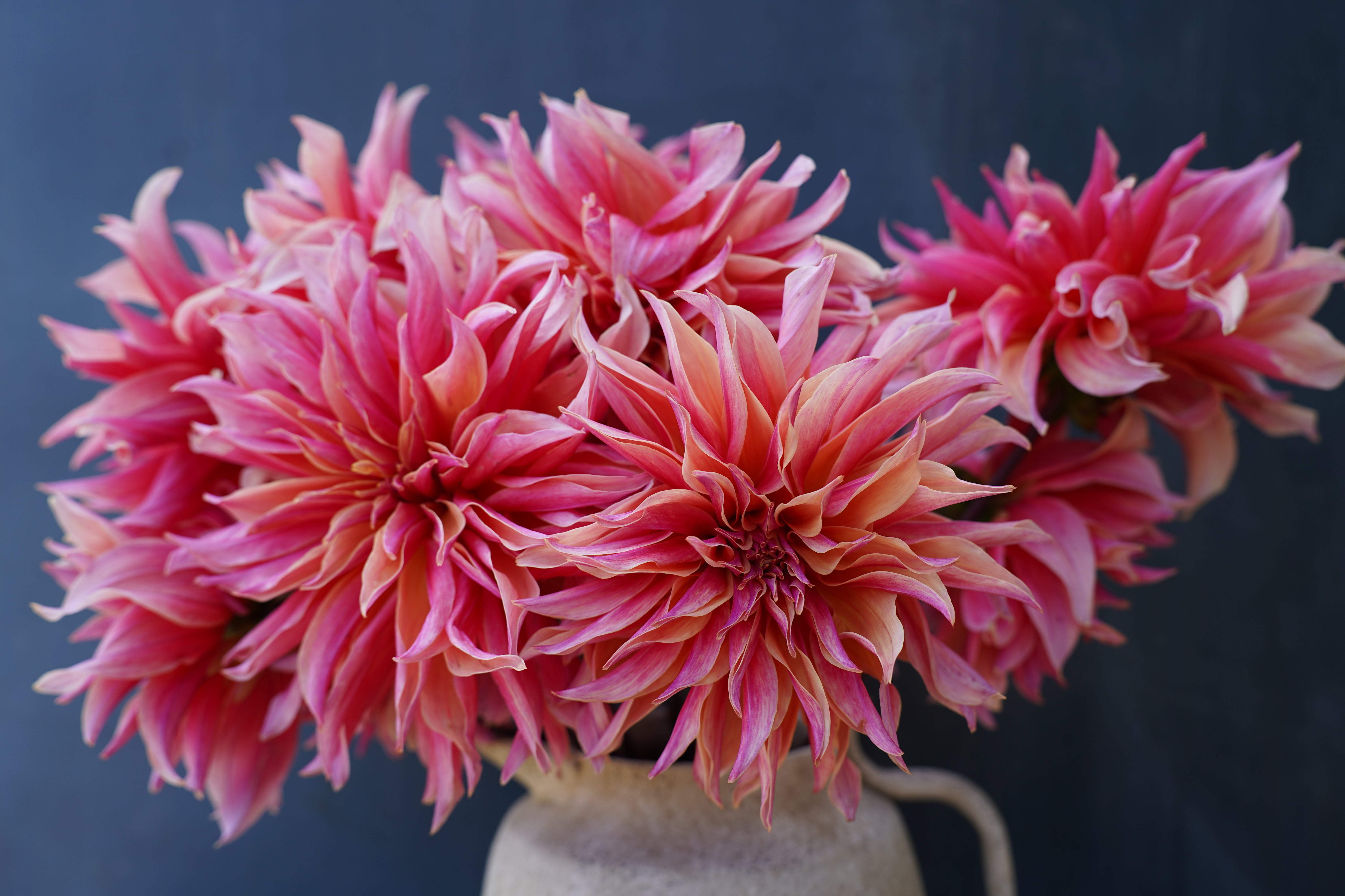 Labyrinth Dahlia Tuber
