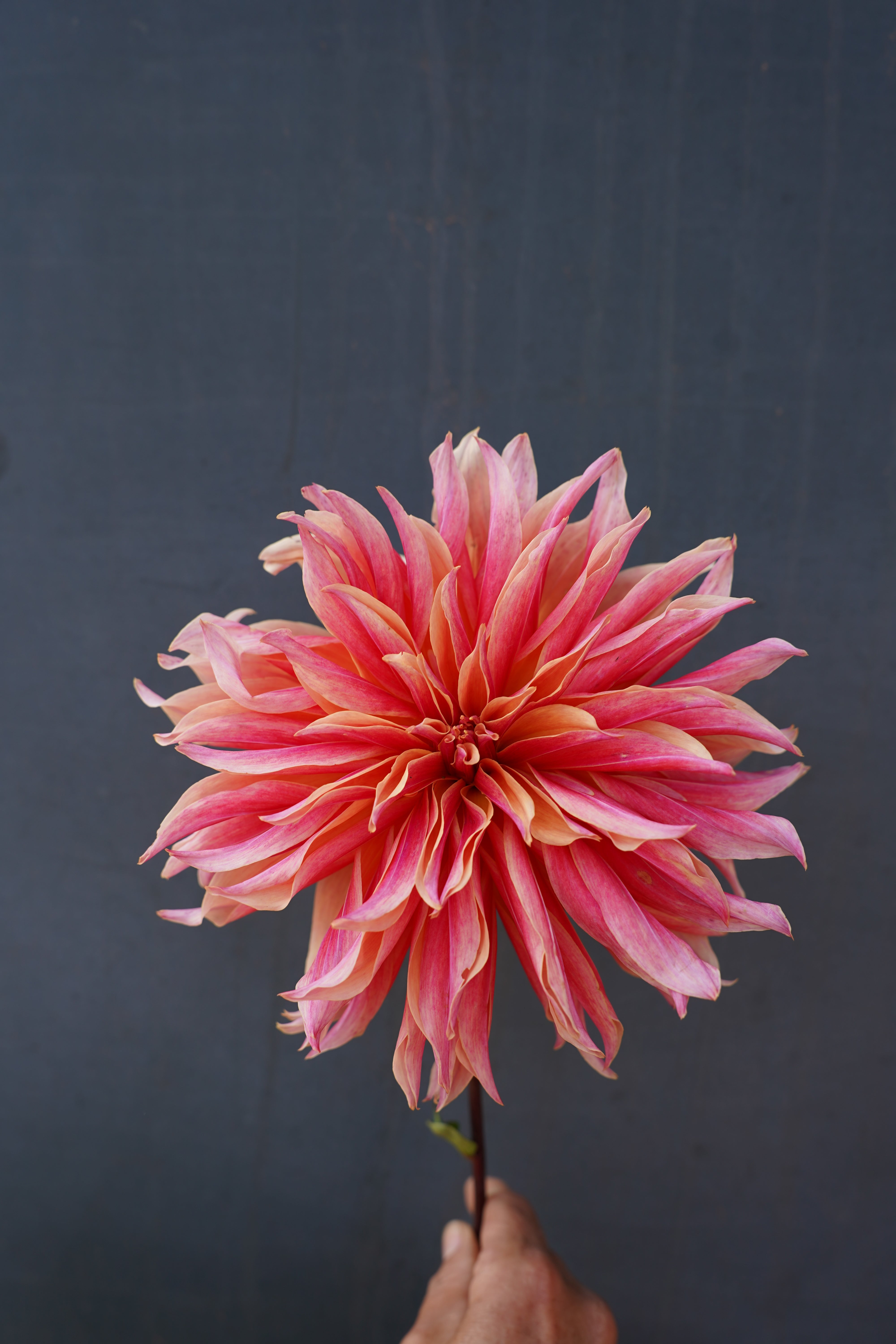 Labyrinth Dahlia Tuber
