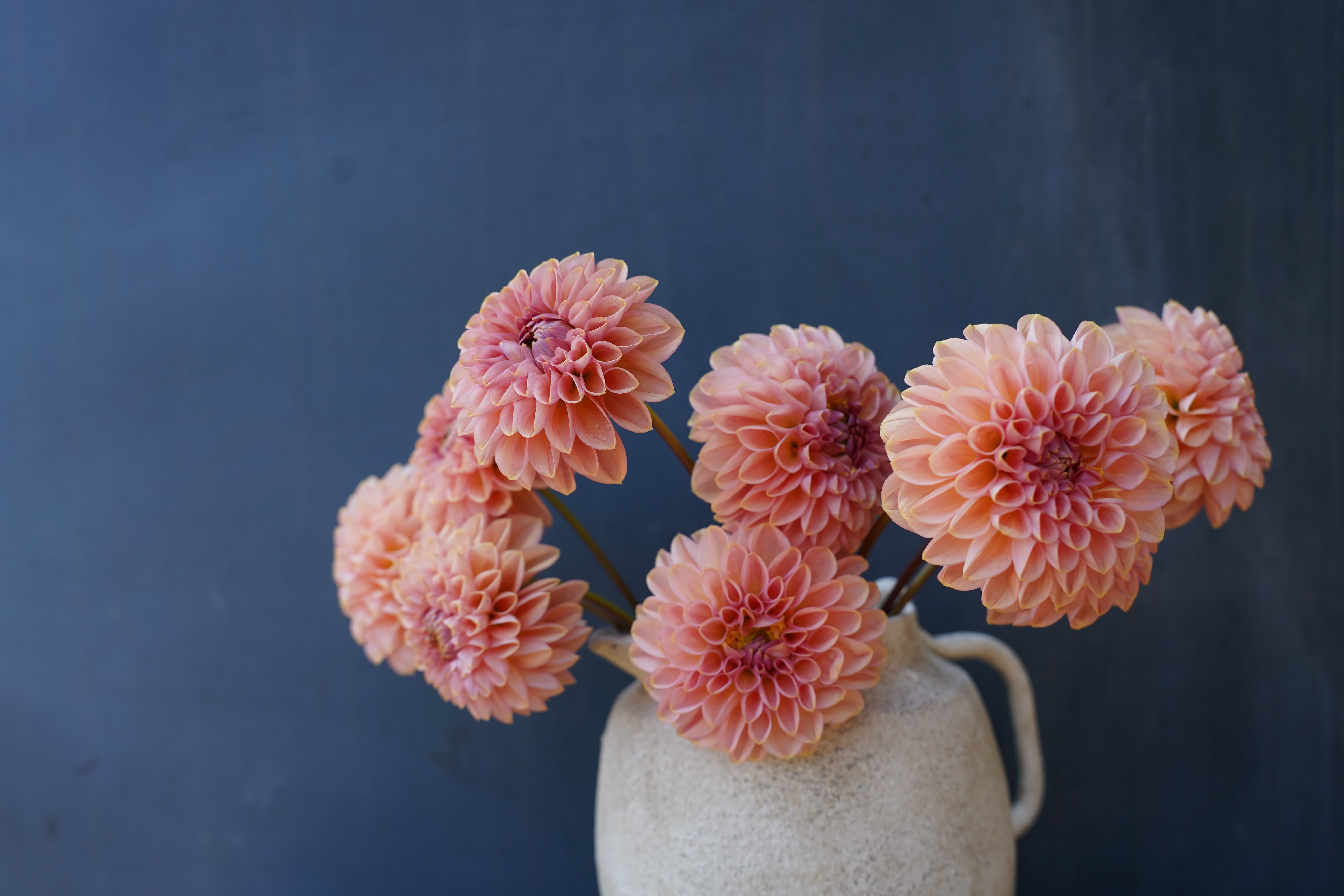 Cupcake Dahlia Tuber