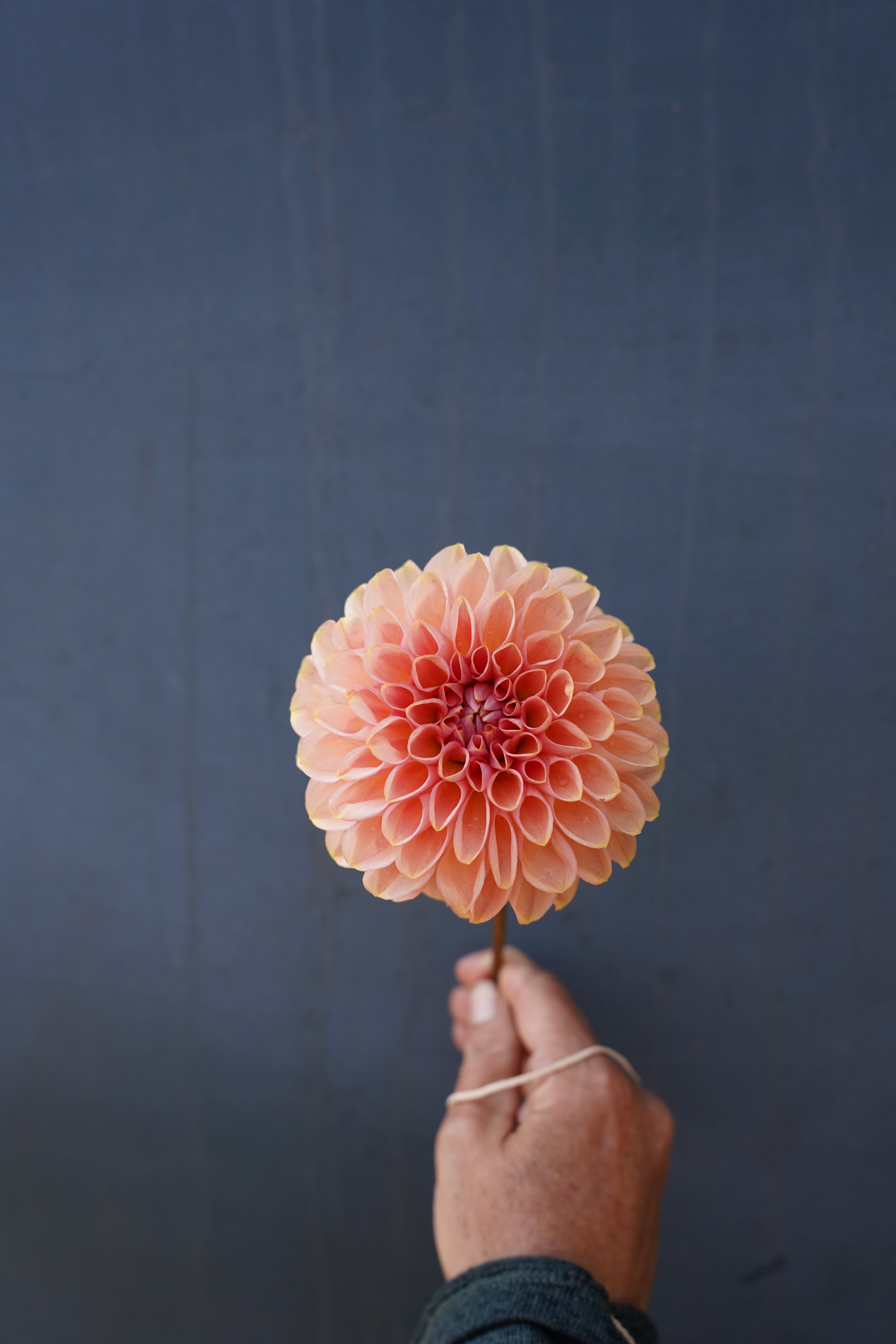 Cupcake Dahlia Tuber