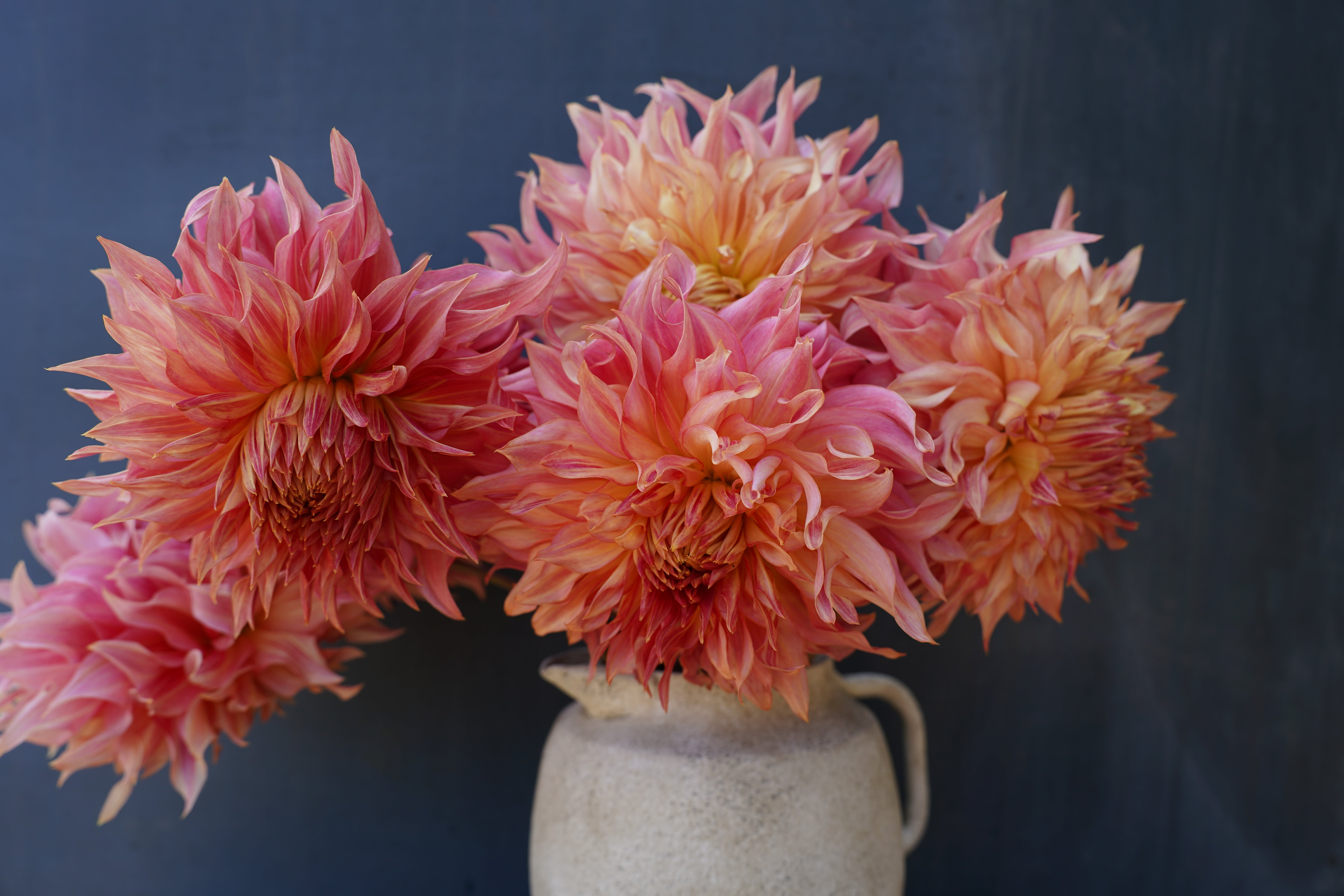 Penhill Watermelon Dahlia Tuber