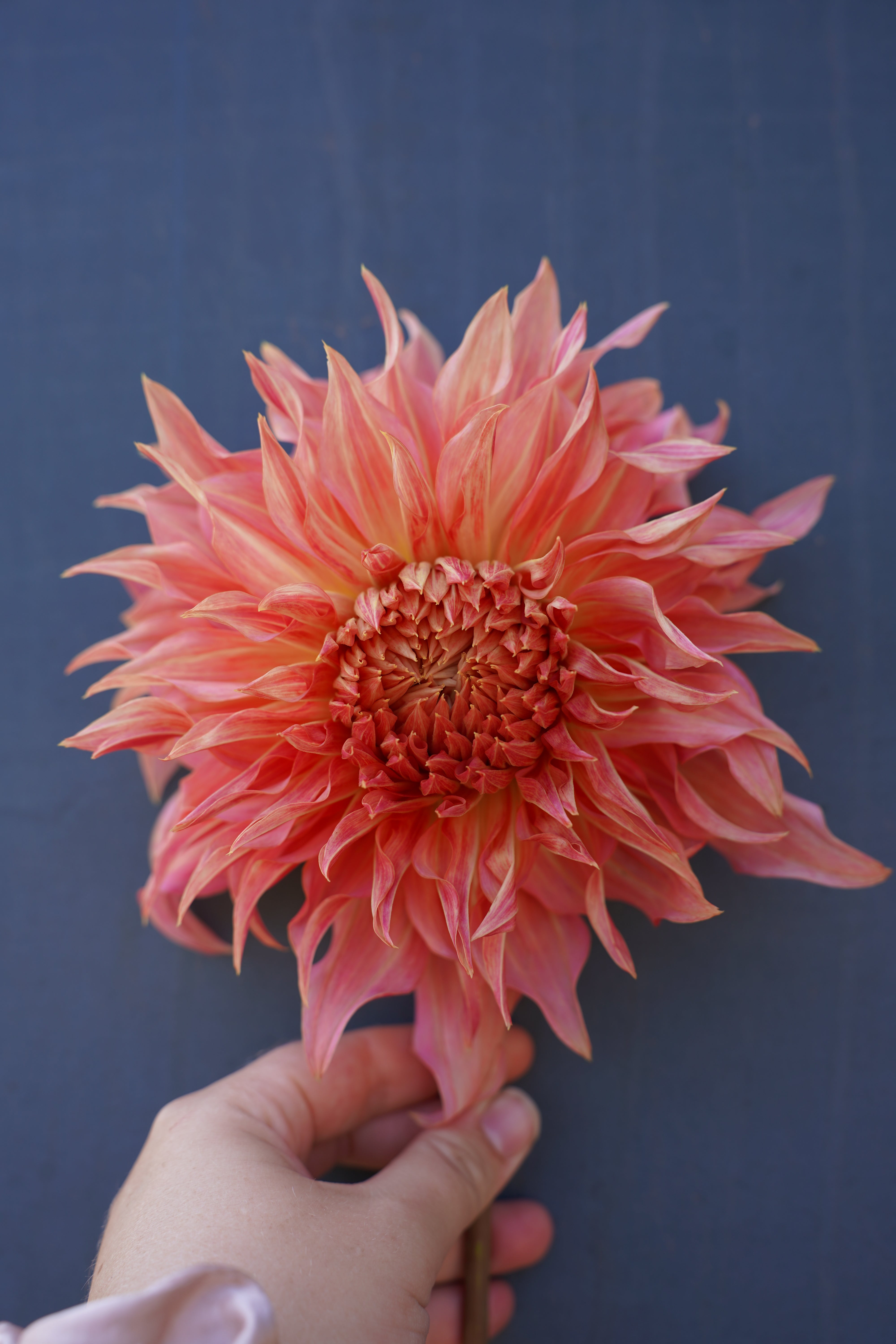 Penhill Watermelon Dahlia Tuber