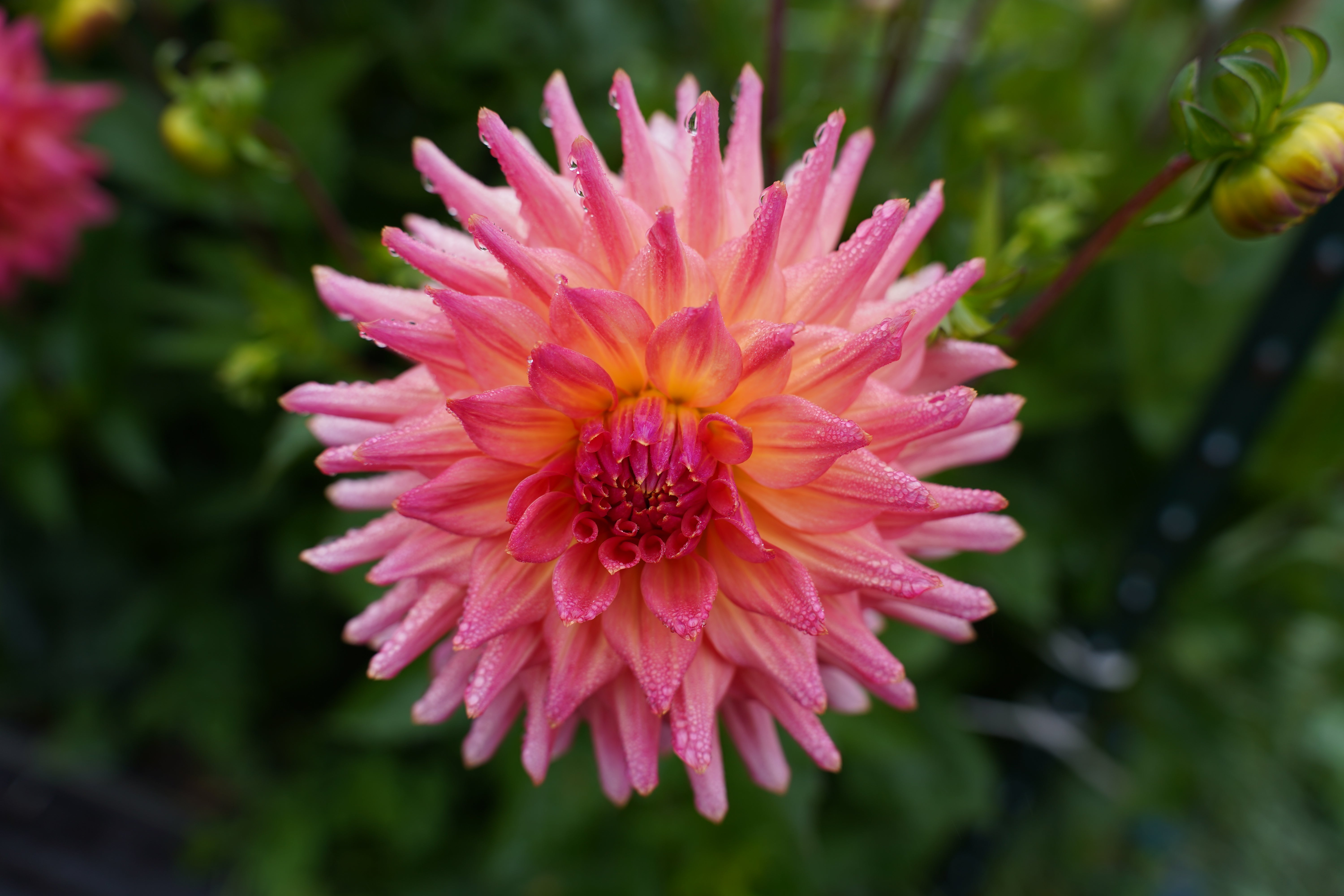 Just Peachy Dahlia Tuber