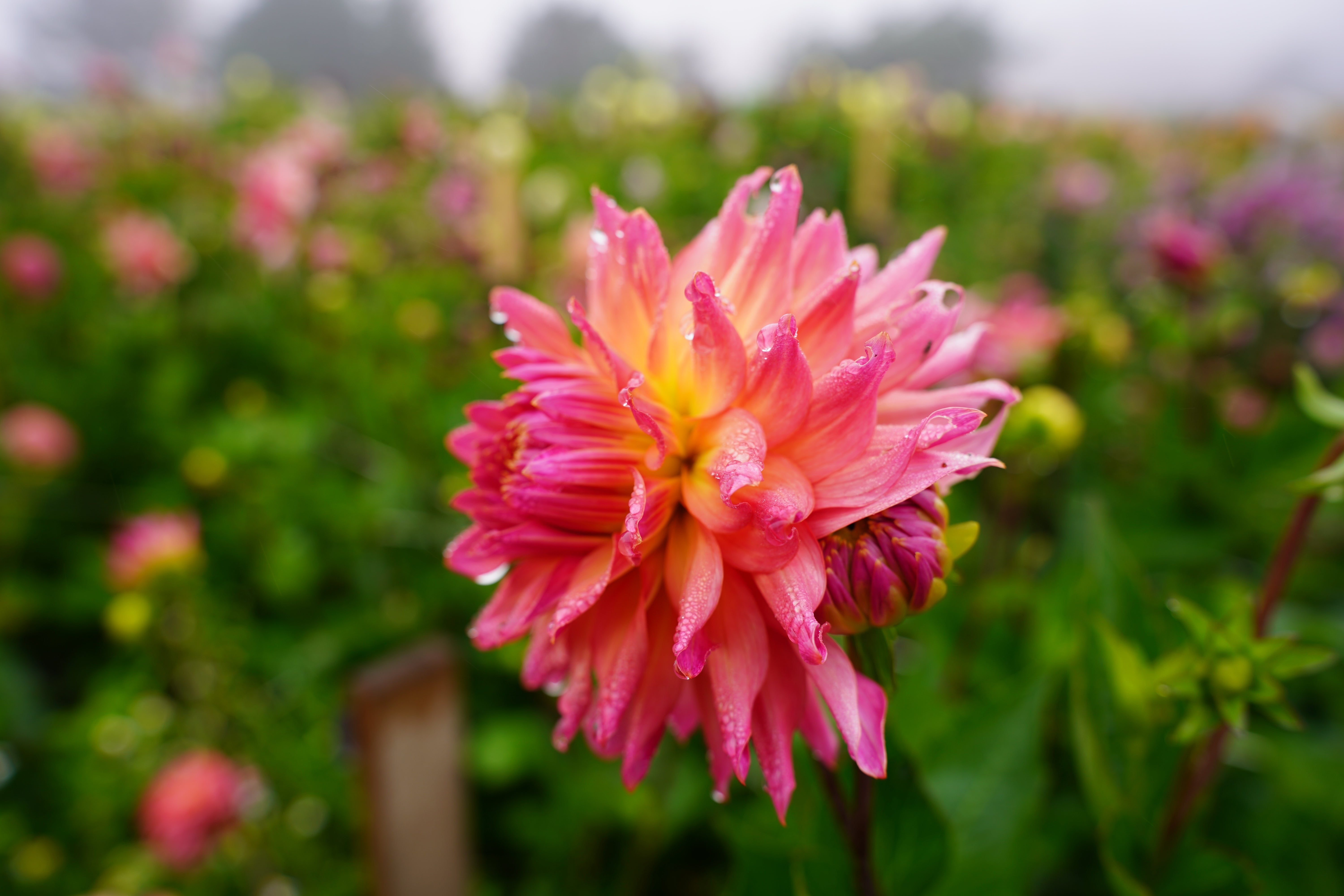 Just Peachy Dahlia Tuber