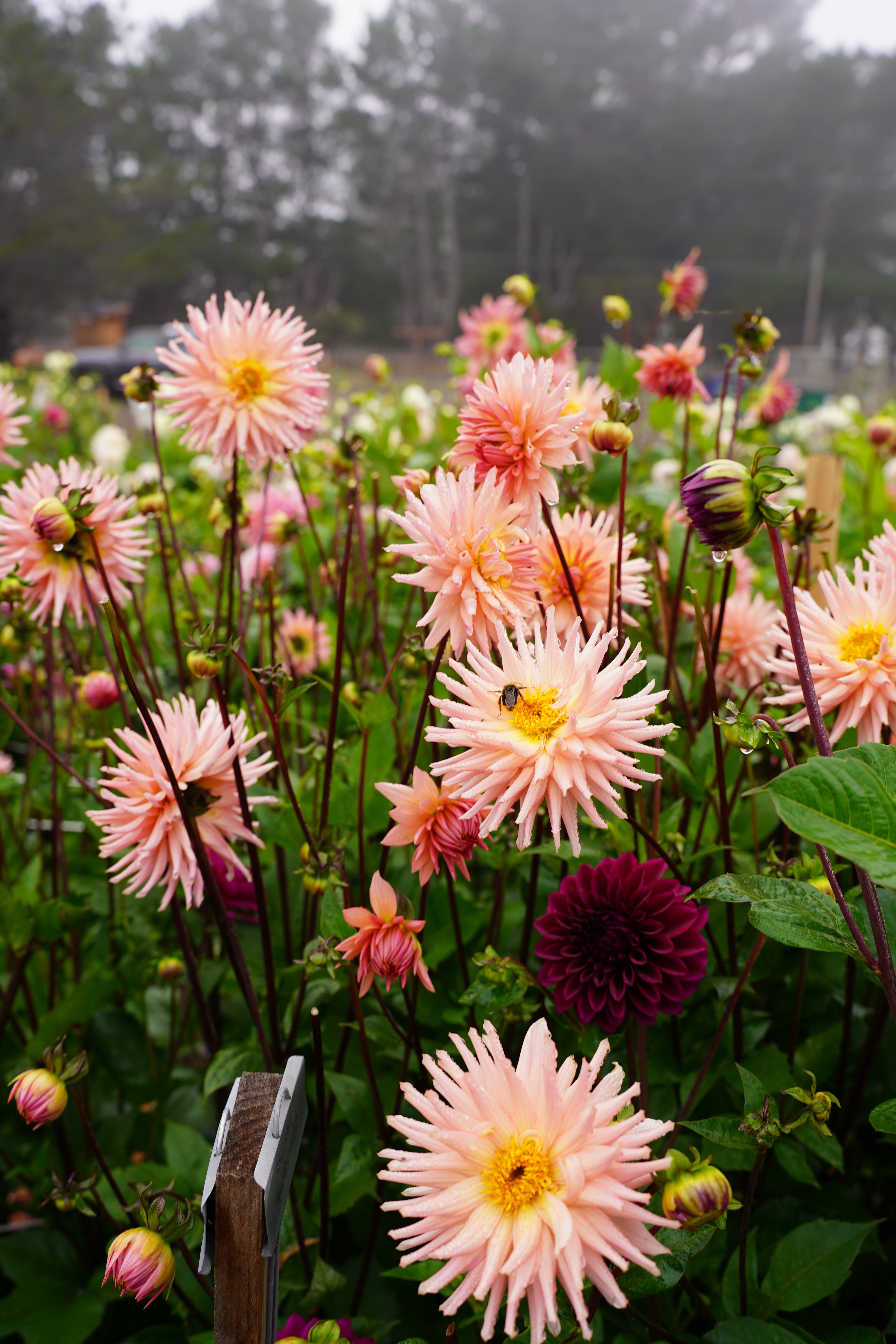 Preference Dahlia Tuber