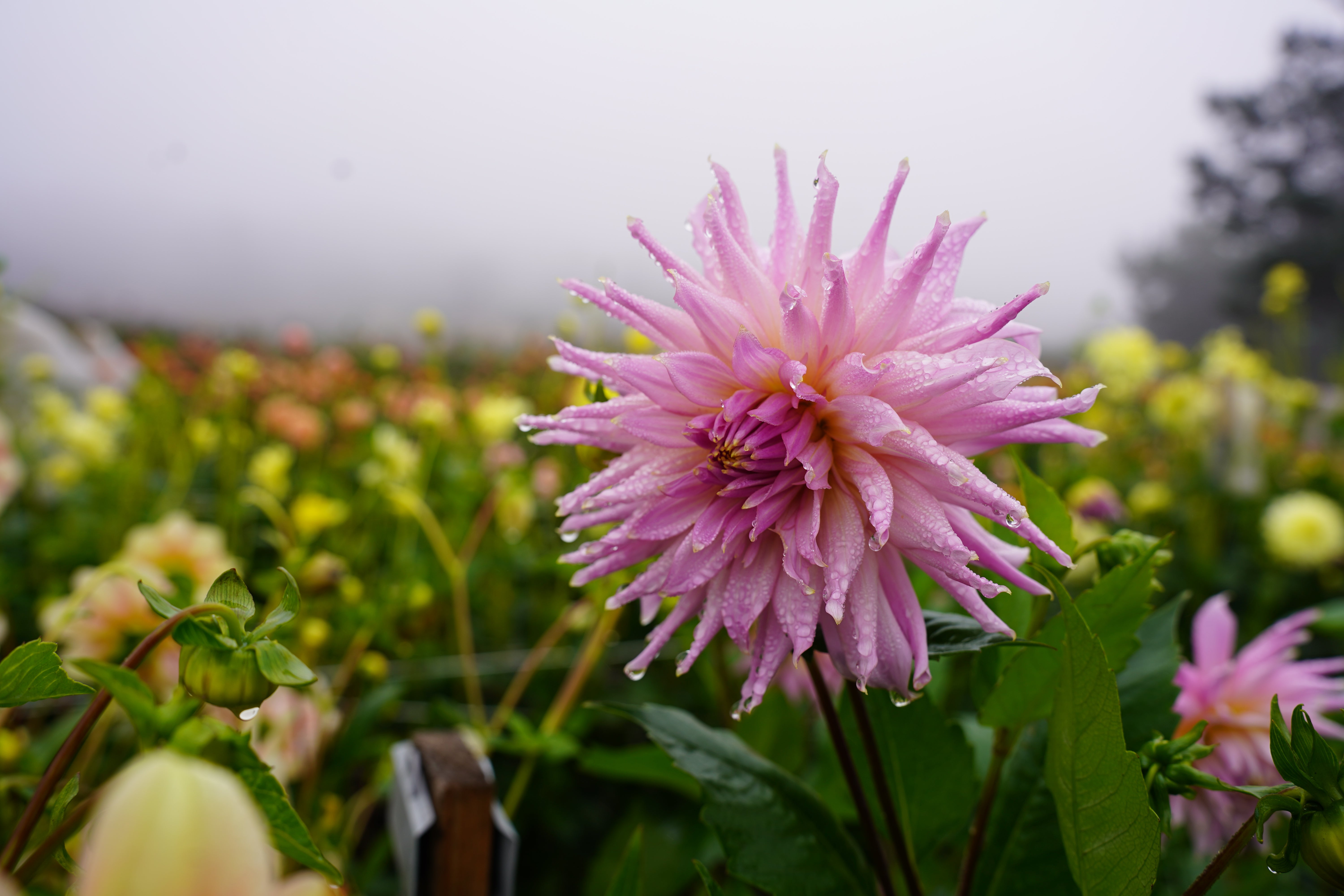 Wyn's Mauve Mist Dahlia Tuber