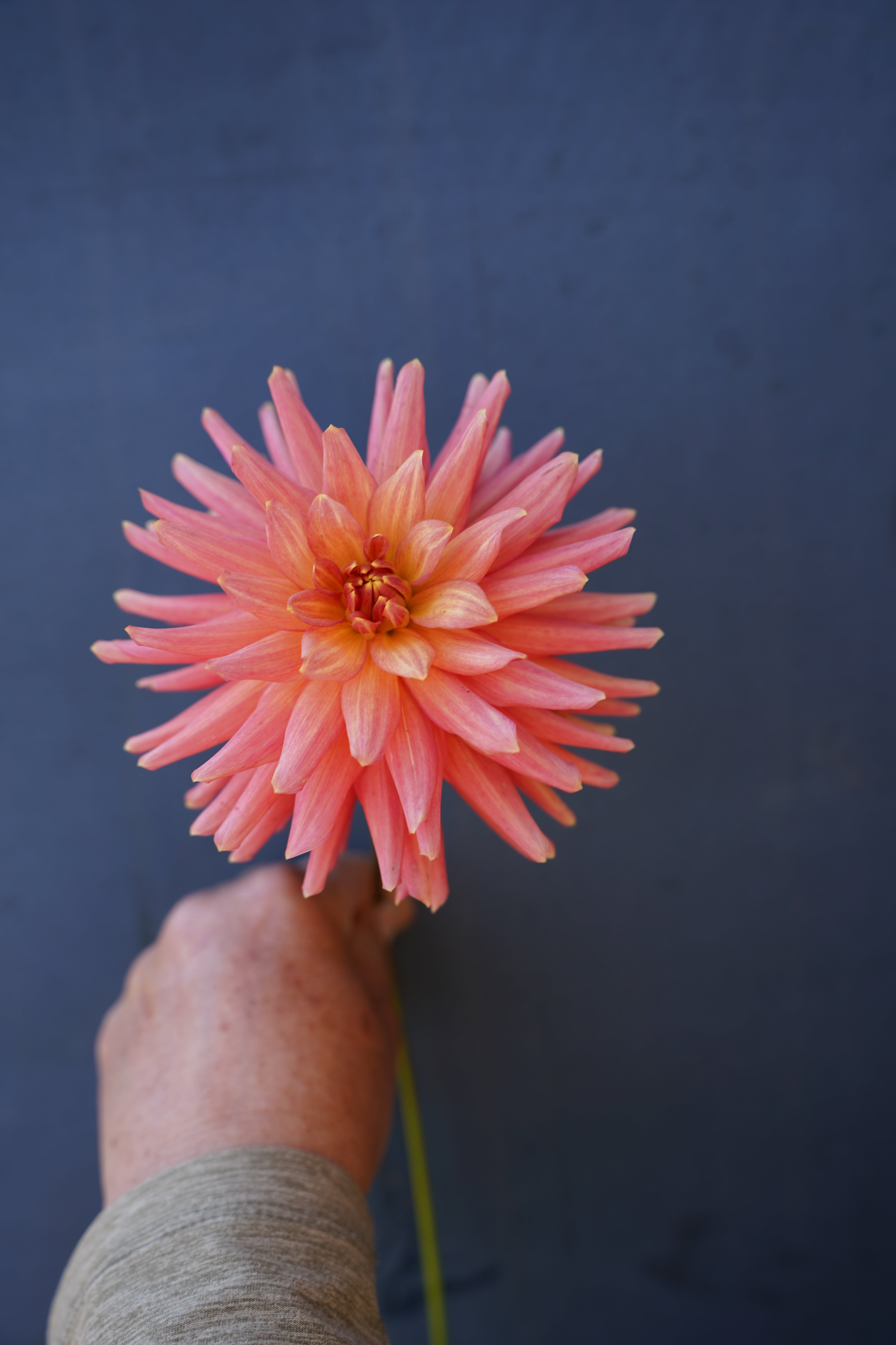 Bloomquist Love Dahlia Tuber