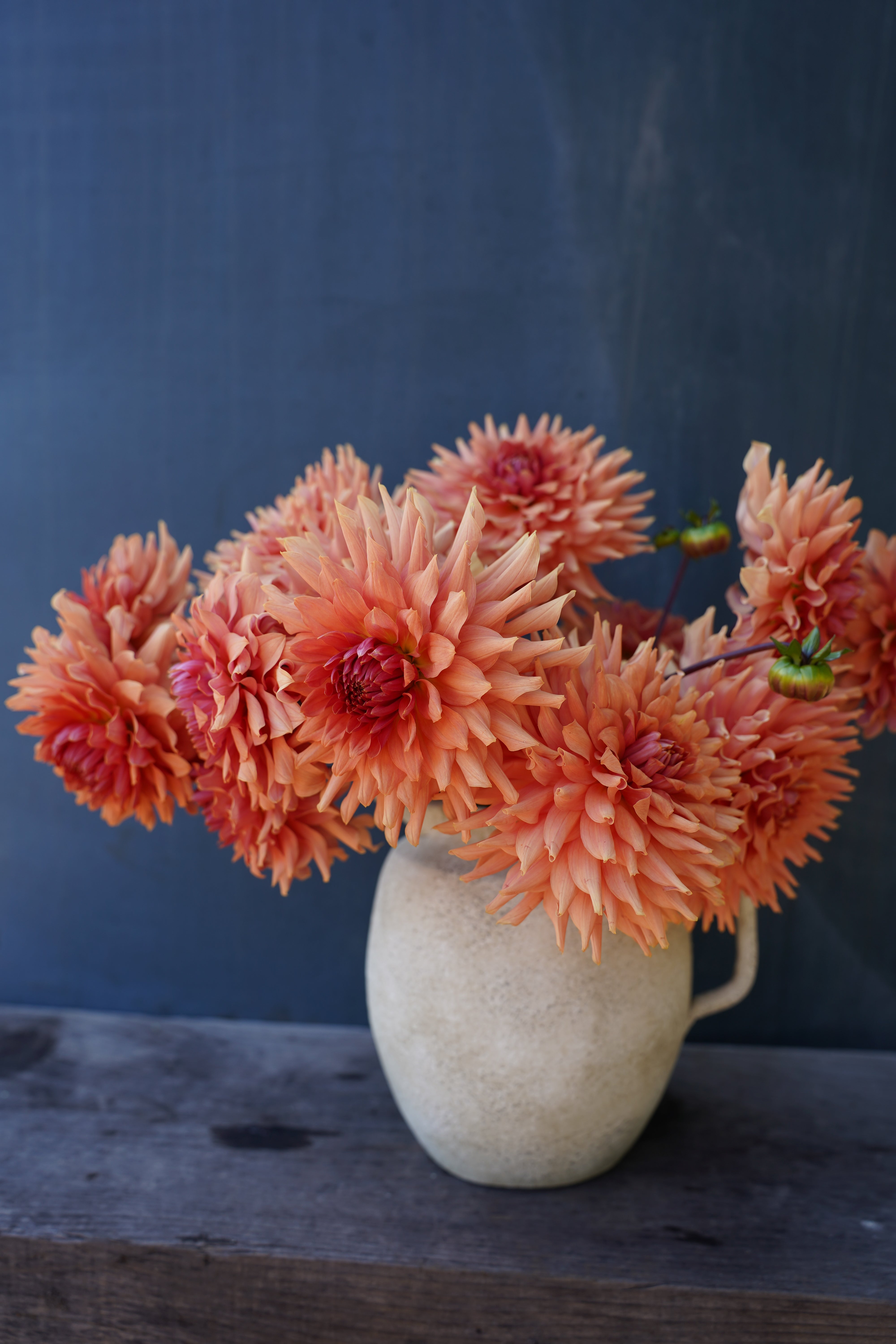 Terra Cotta Dahlia Tuber