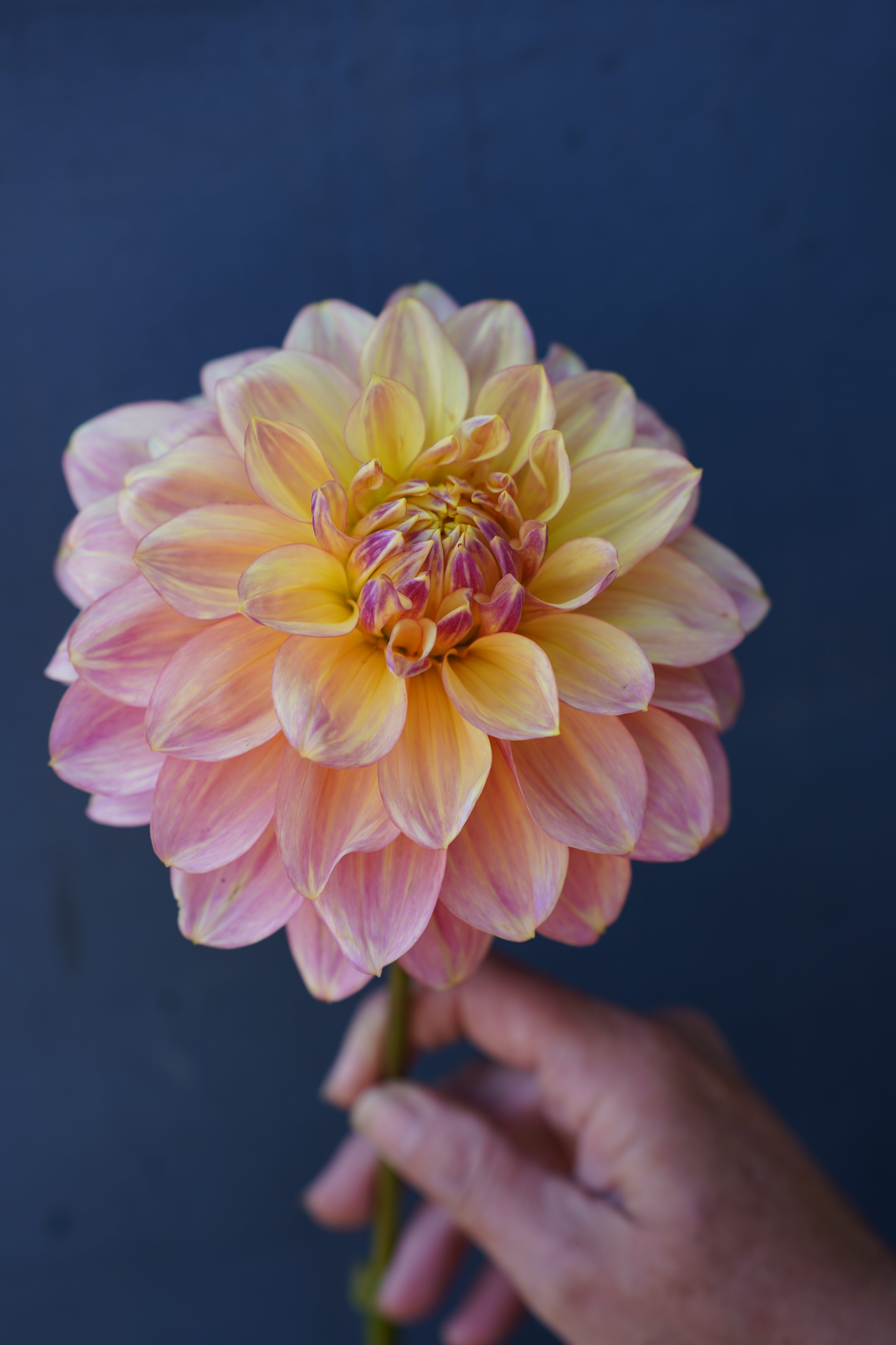 Wyn's New Pastel Dahlia Tuber