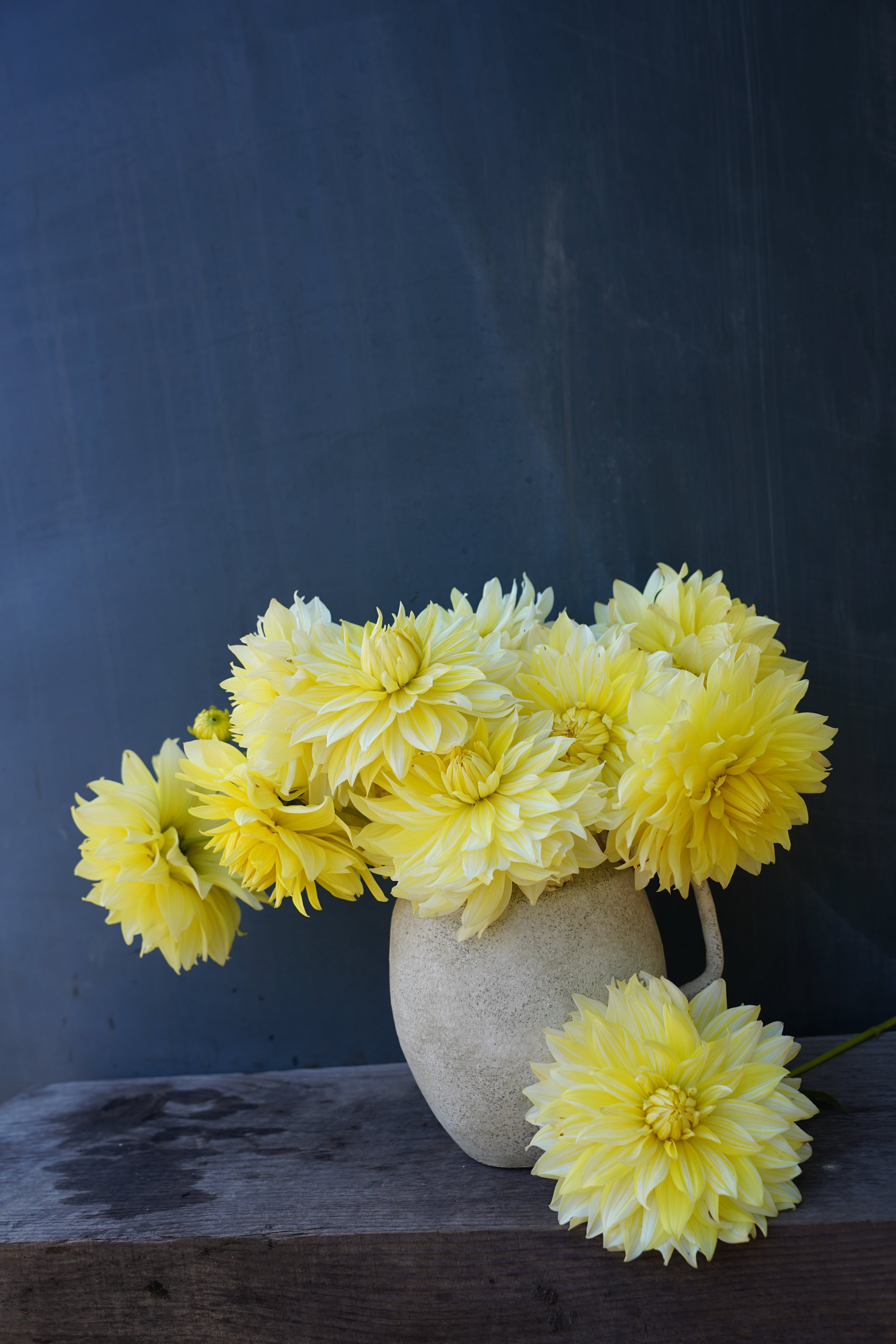 La Luna Dahlia Tuber