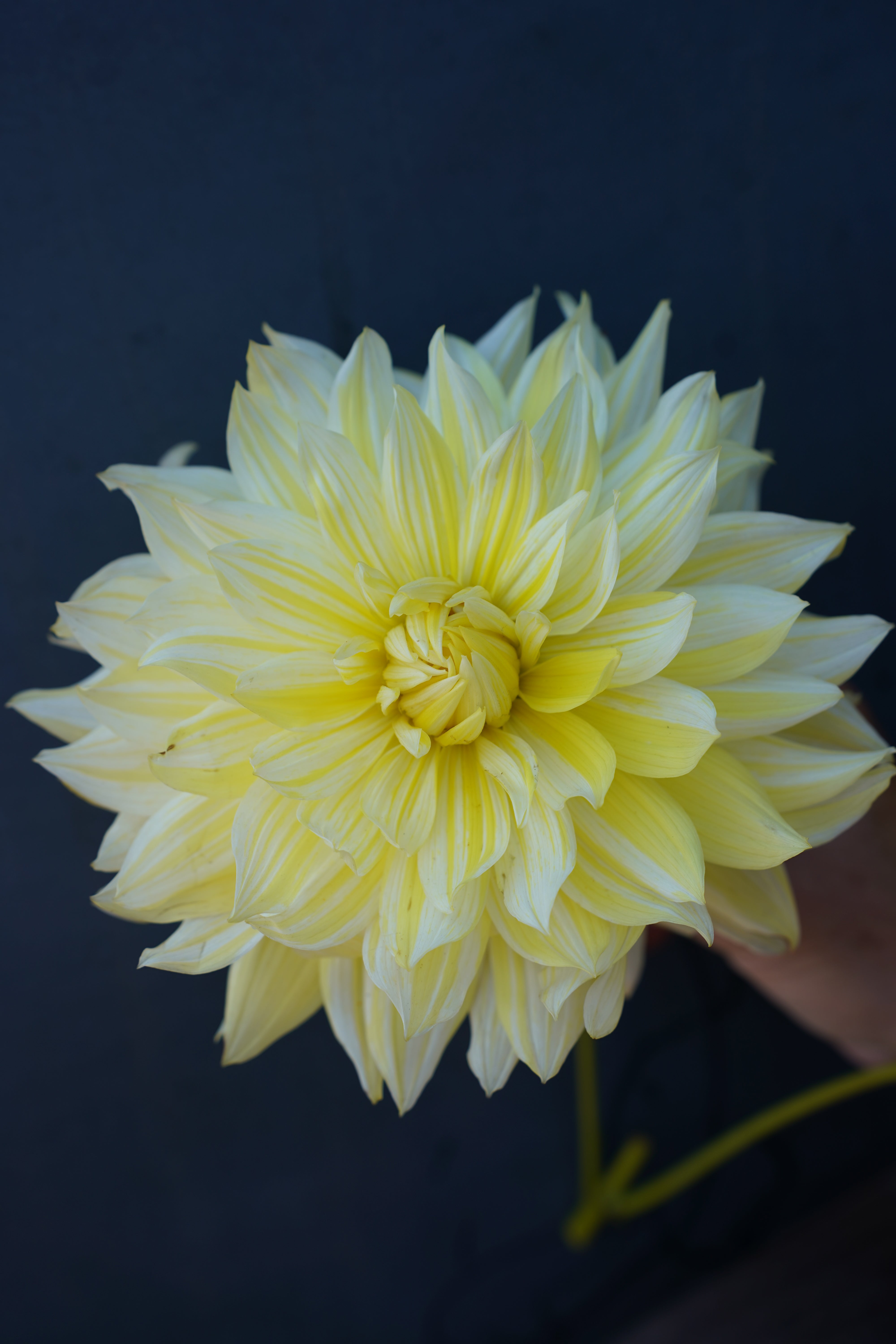 La Luna Dahlia Tuber