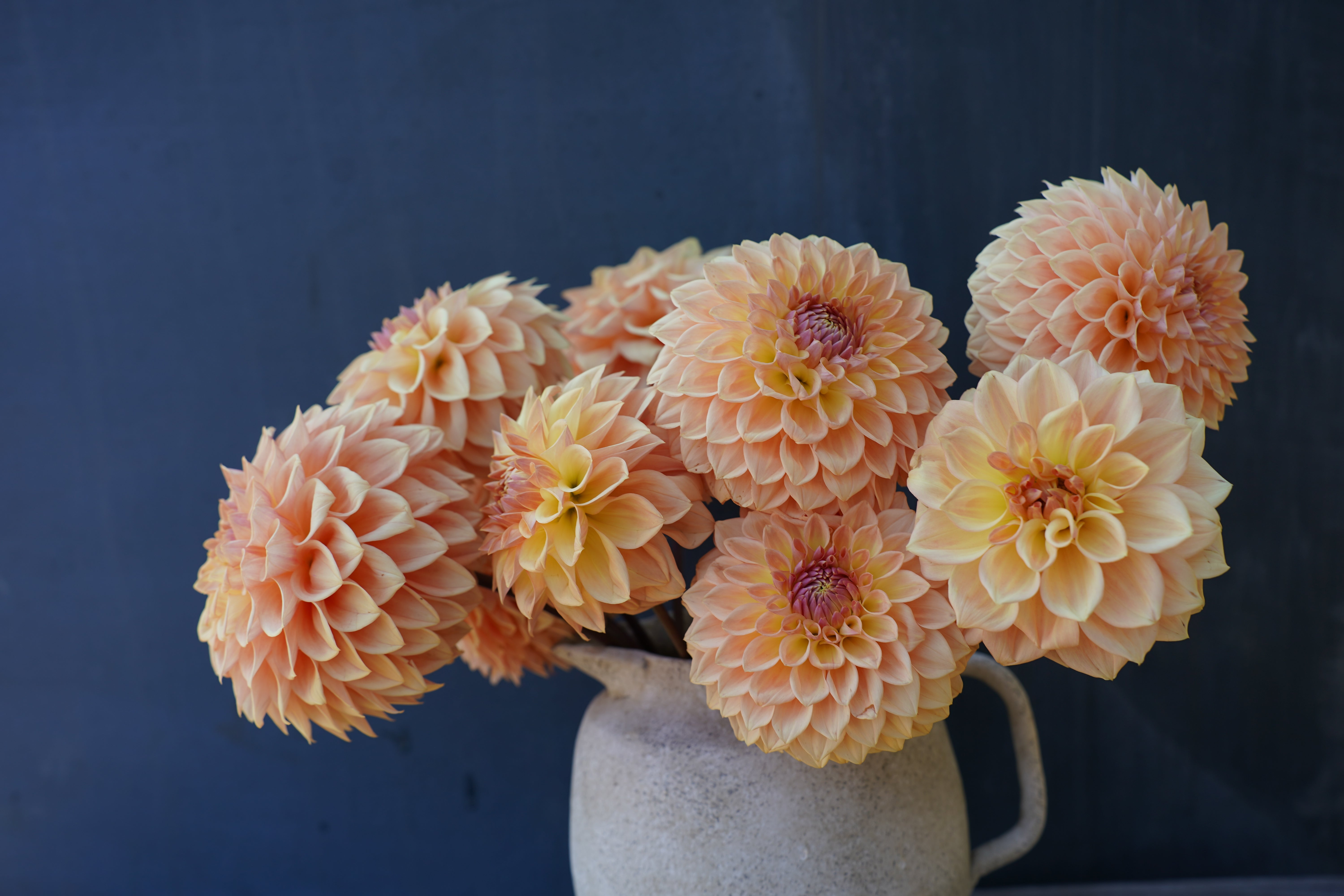 Bloomquist Alan Dahlia Tuber