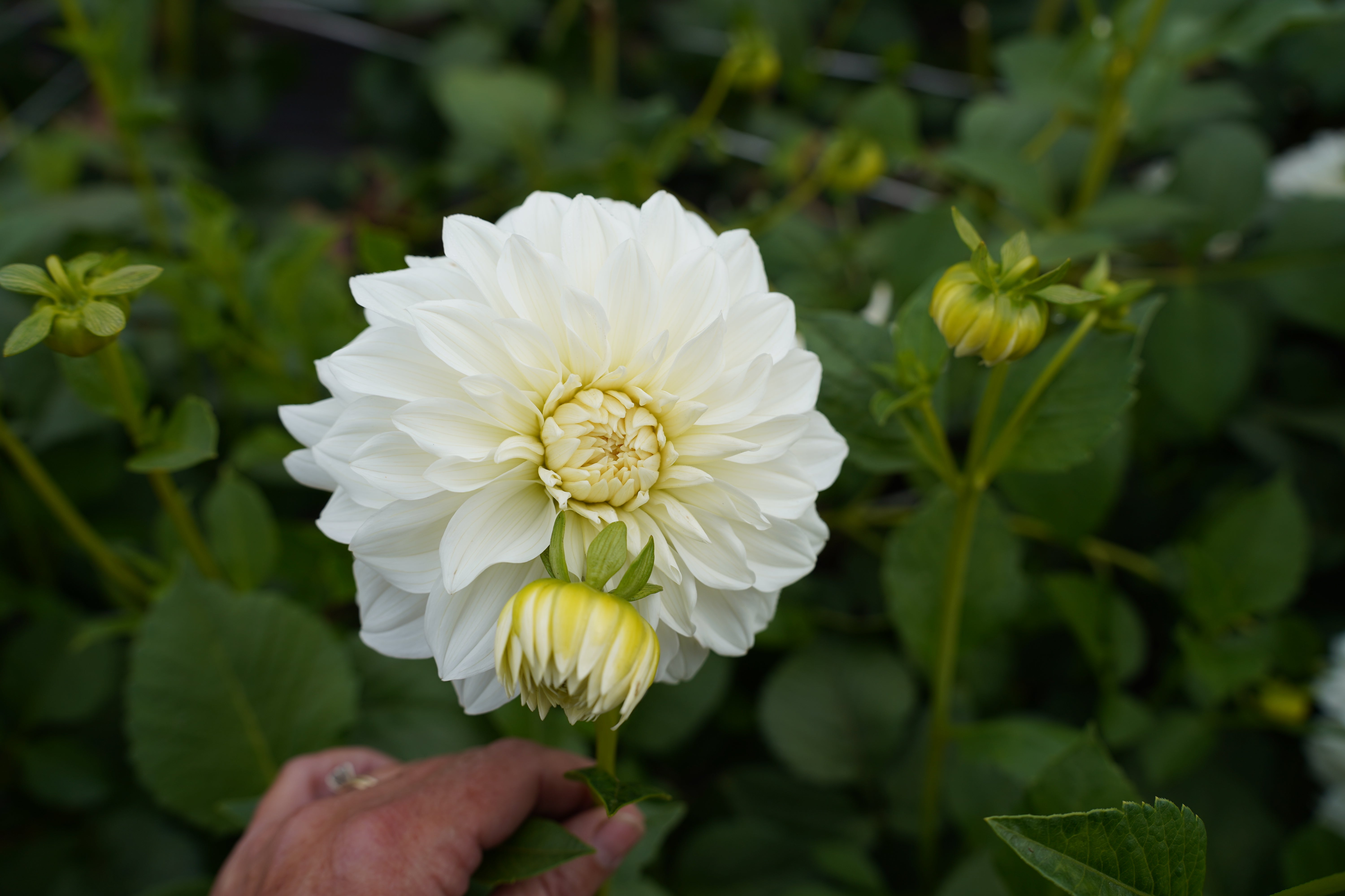 Center Court Dahlia Tuber
