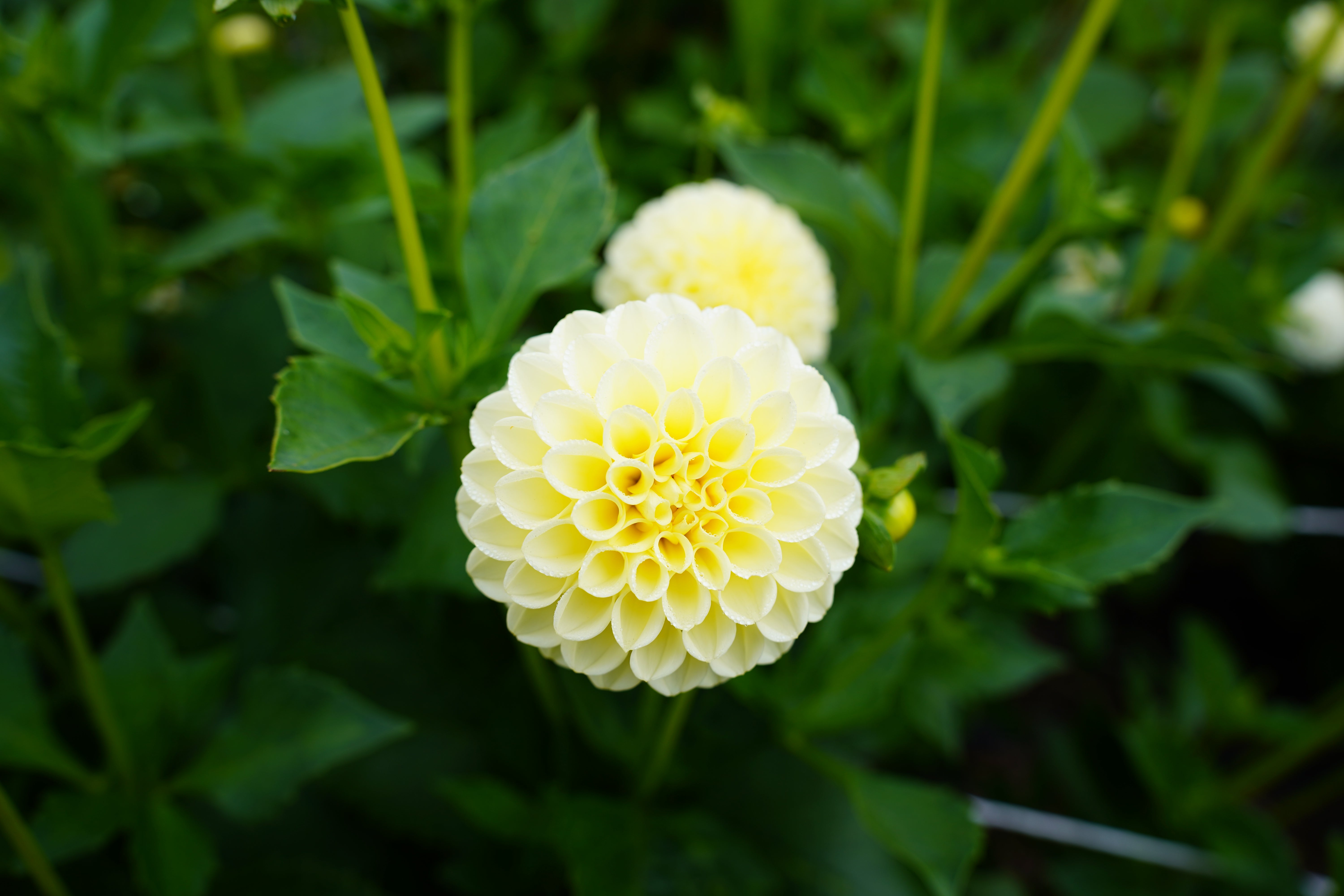 Creamy Dahlia Tuber