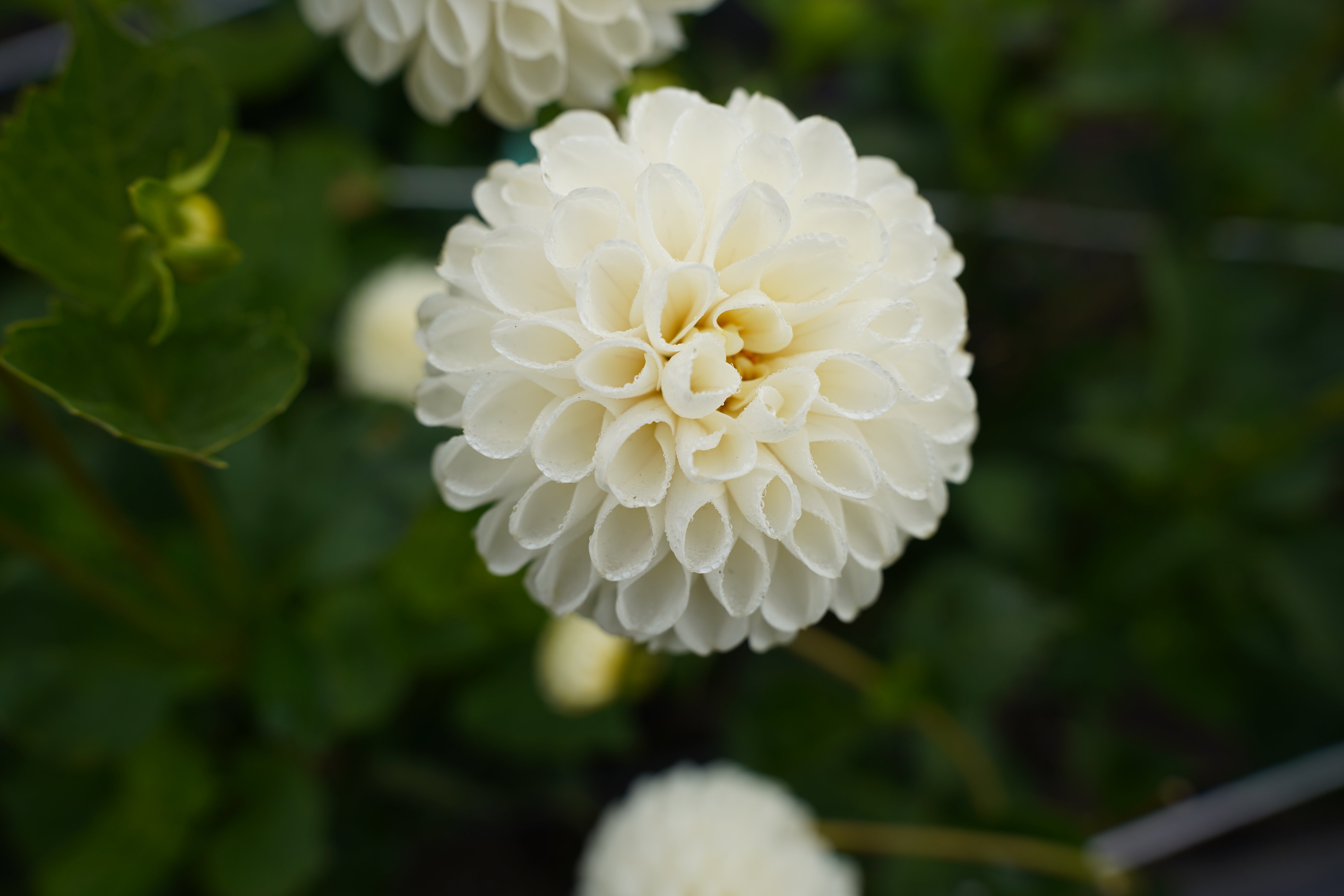 L'Ancresse Dahlia Tuber