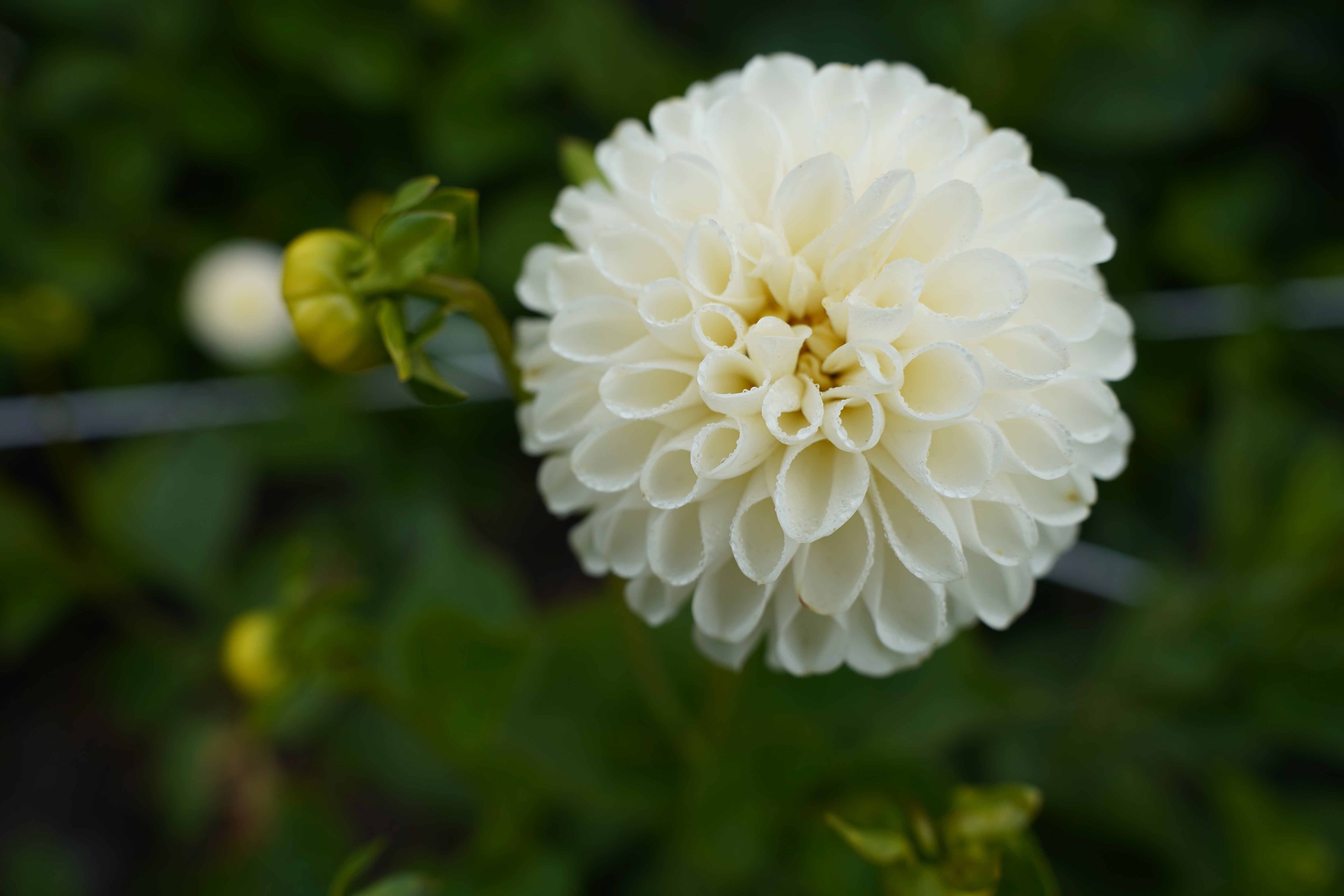 L'Ancresse Dahlia Tuber