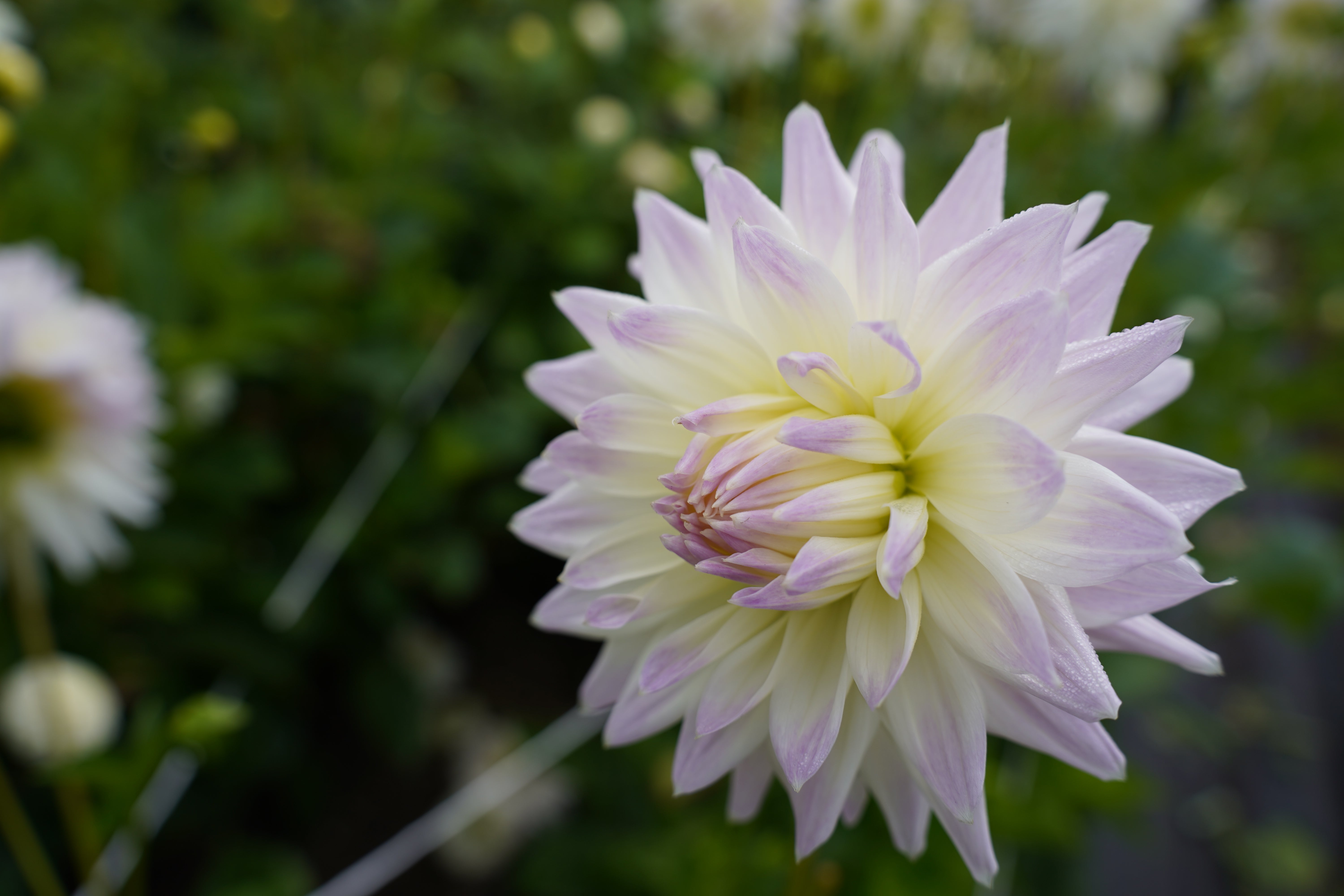 Magic Moment Dahlia Tuber