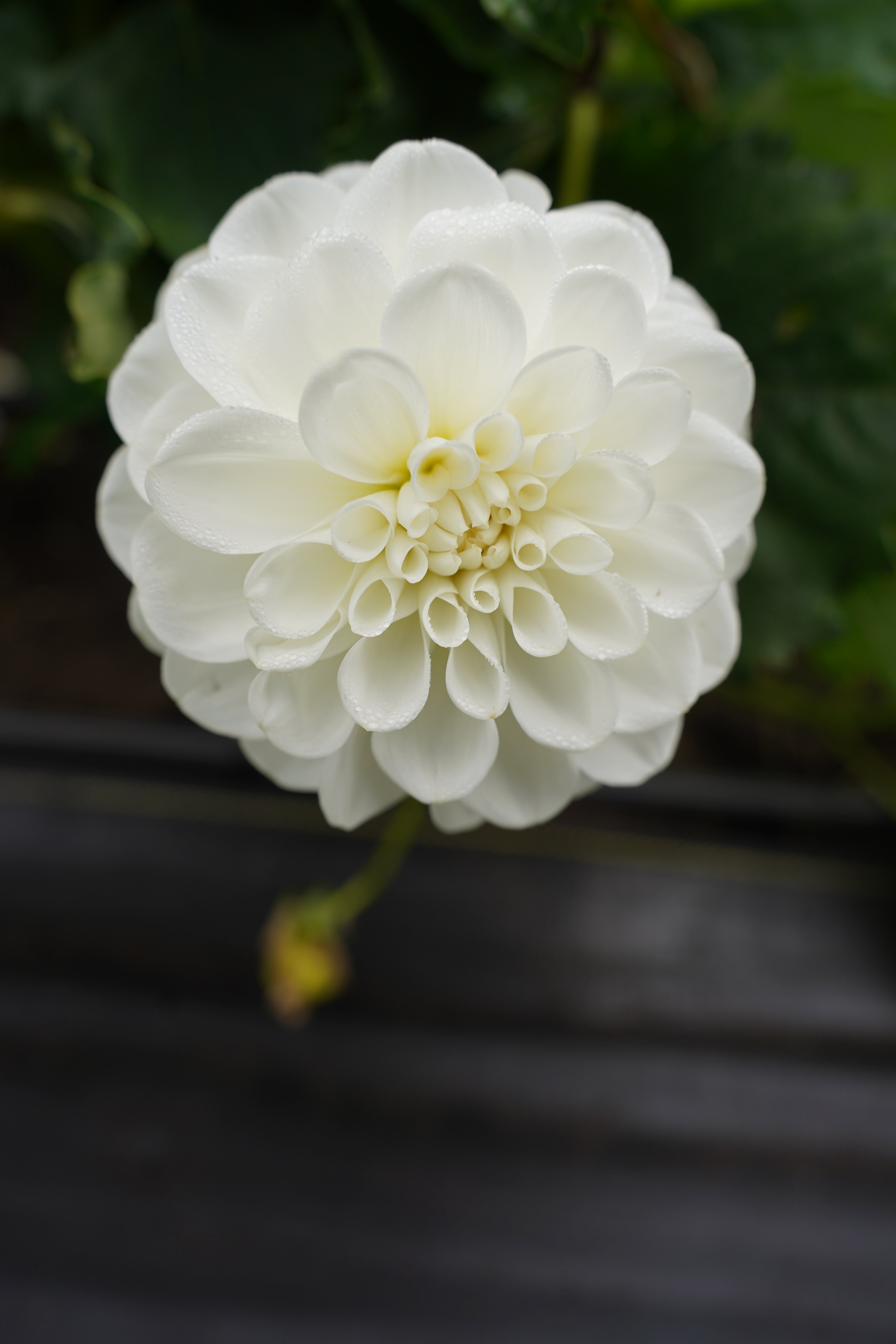 Mt Hood Dahlia Tuber