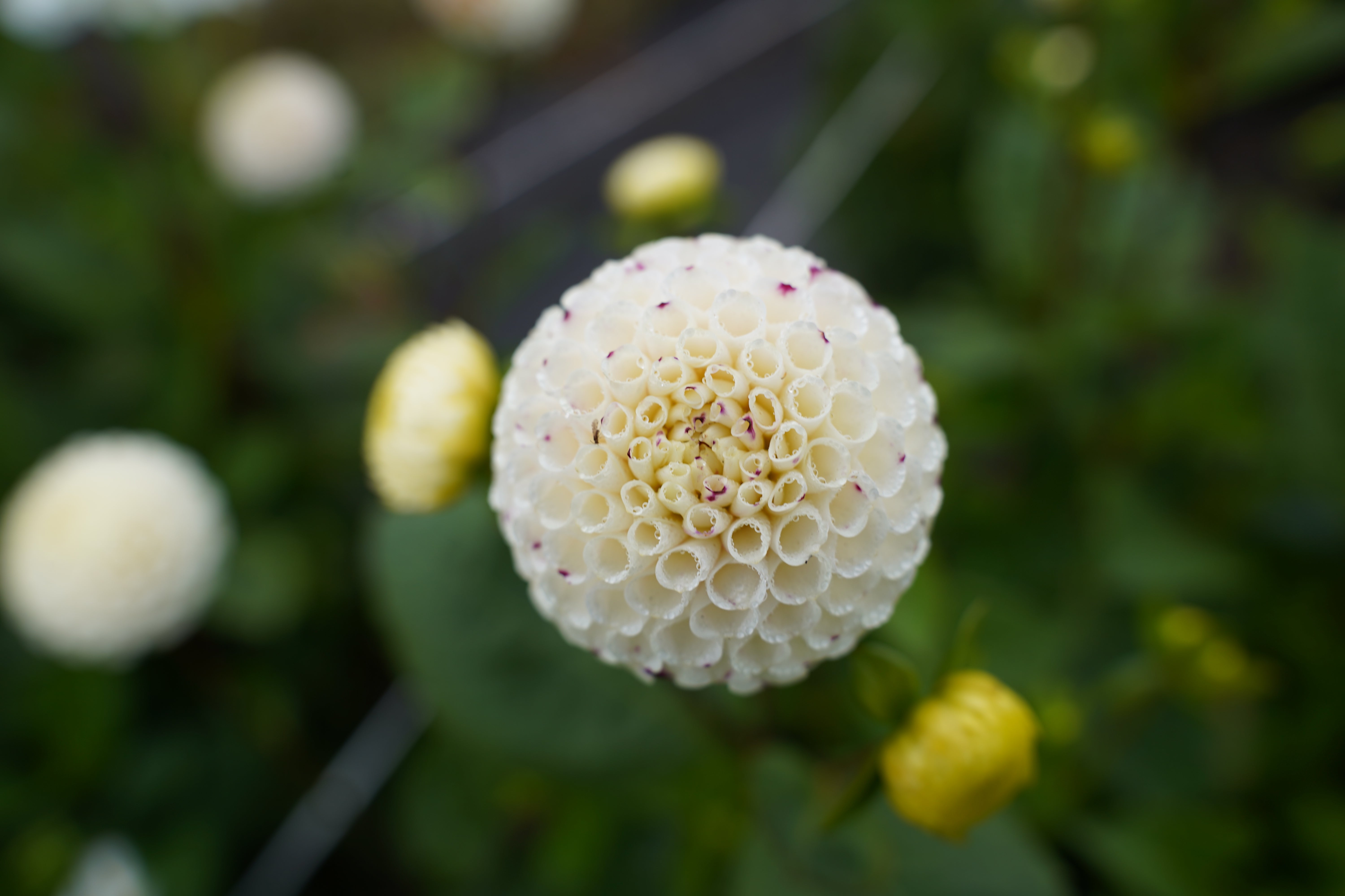 Small World Dahlia Tuber