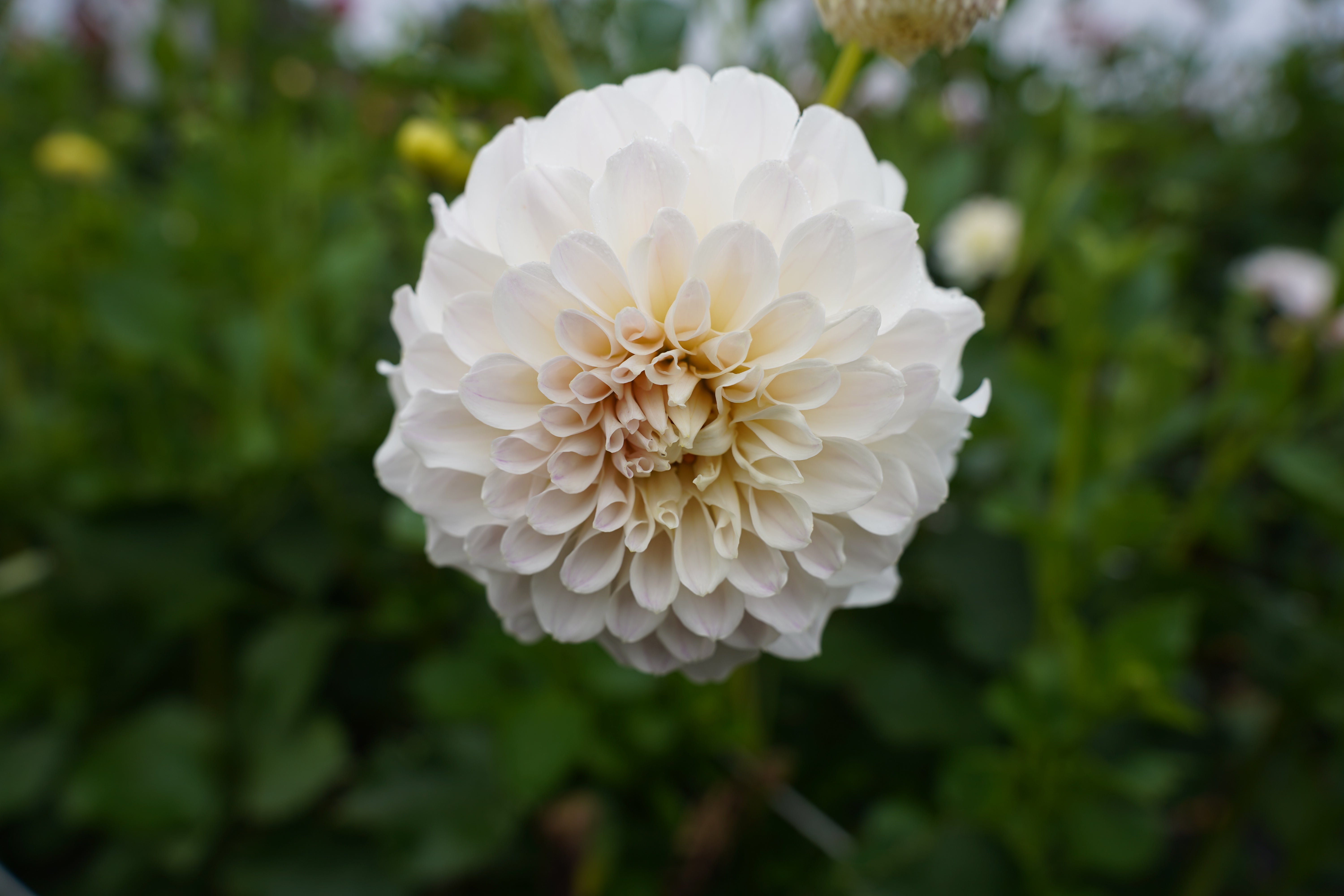 Irish Ruffles Dahlia Tuber