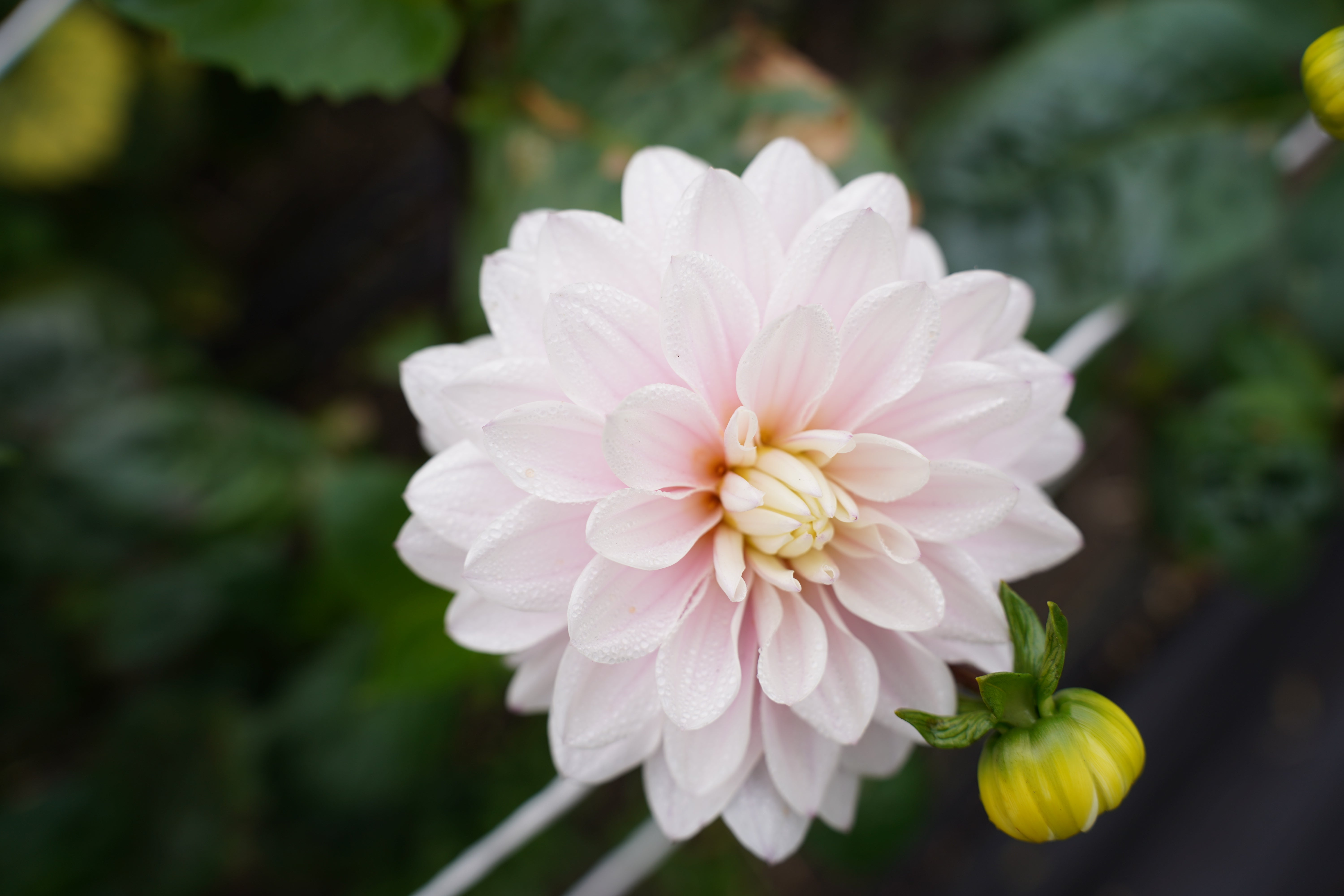 Silver Years Dahlia Tuber