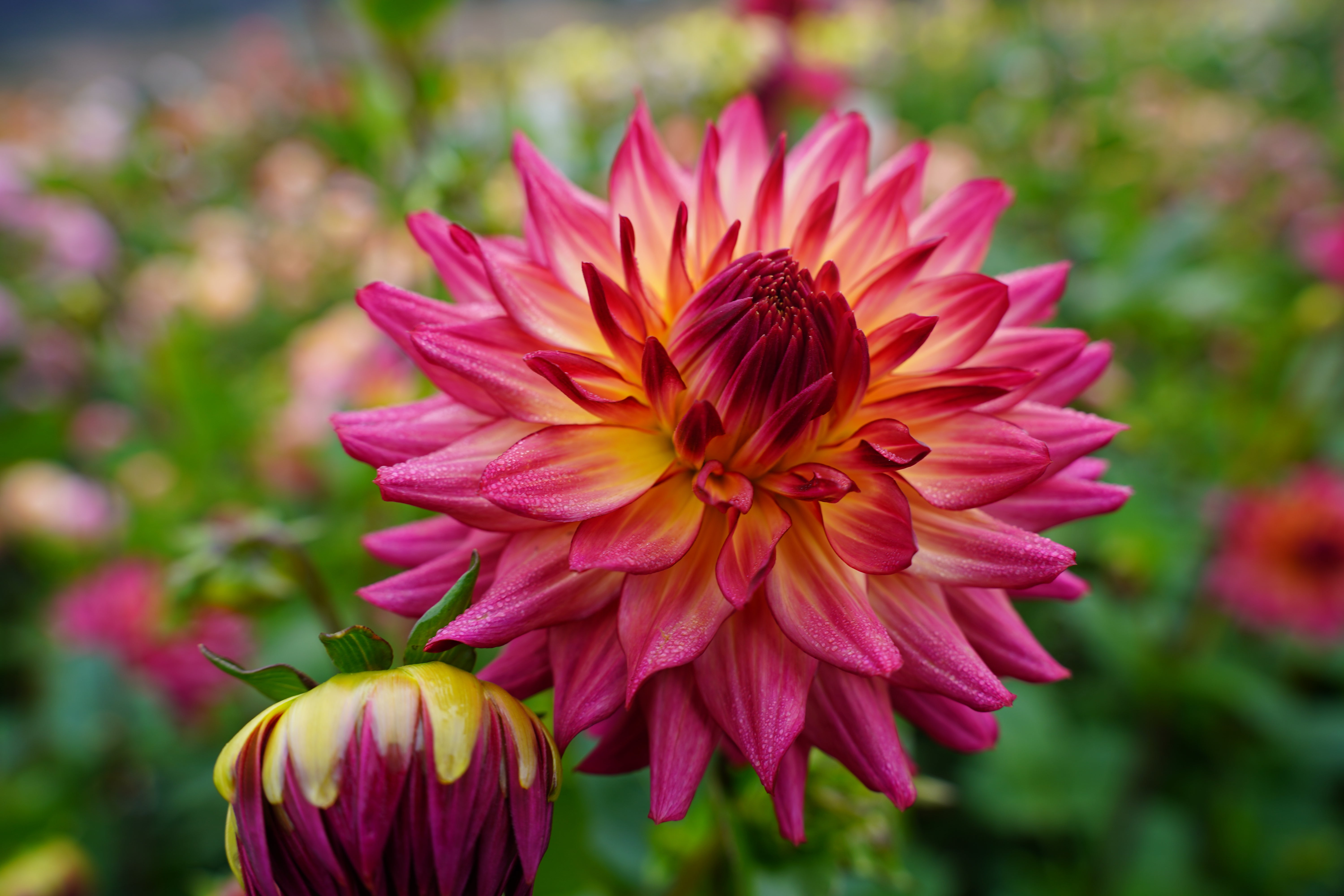 Bloomquist Awaken Dahlia Tuber