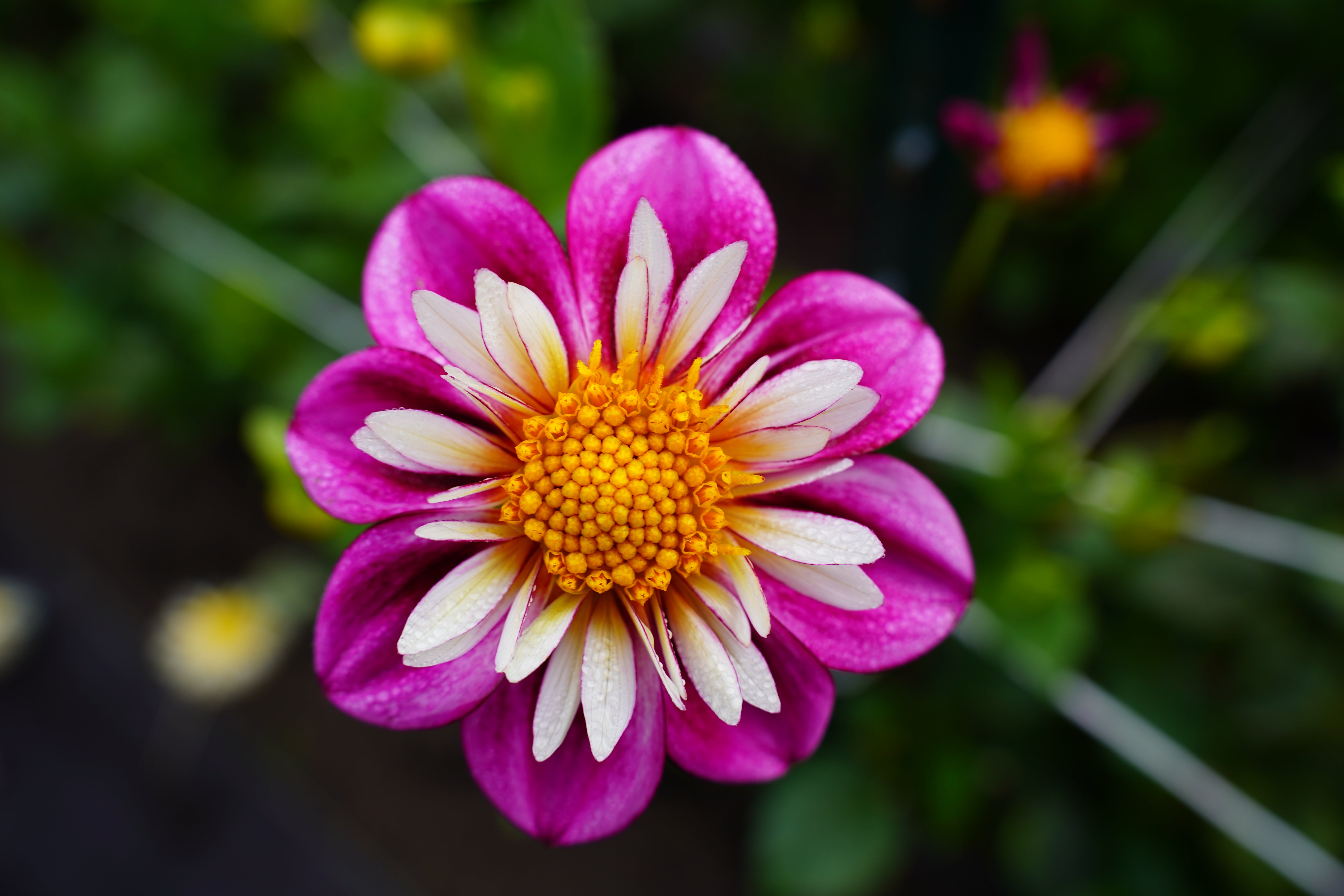 Bloomquist Catalina Dahlia Tuber
